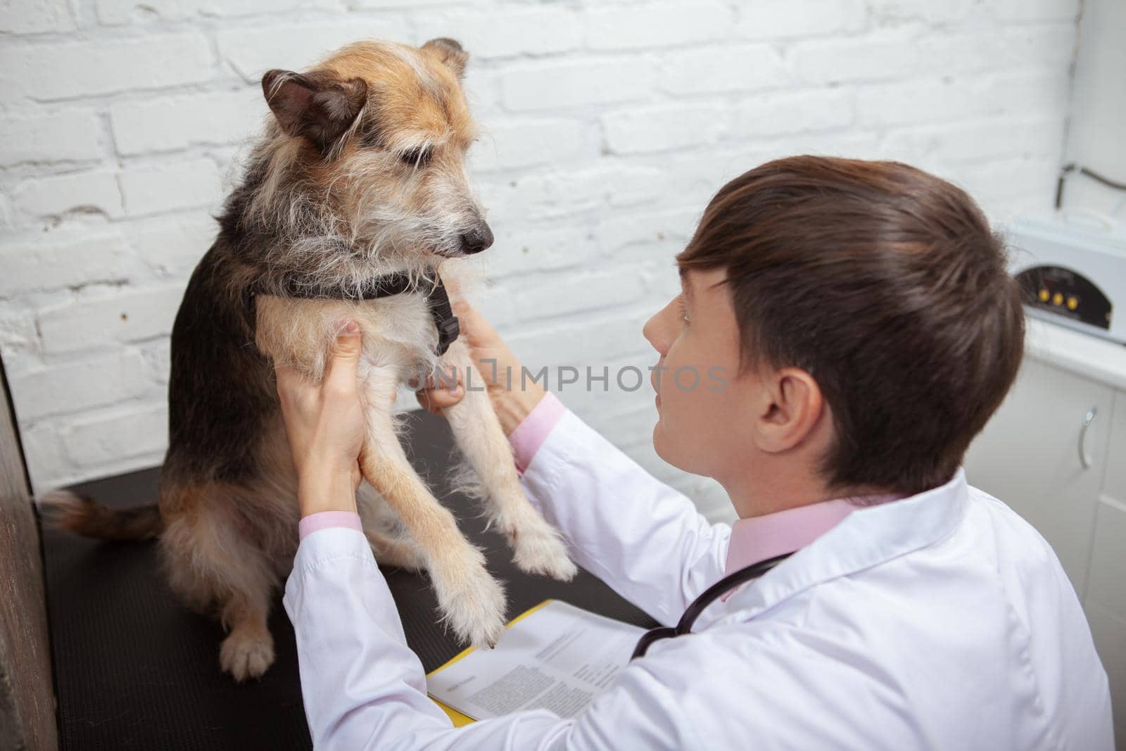Close up of a veterinarian examining paws and limbs of a cute mixed breed dog at his clinic