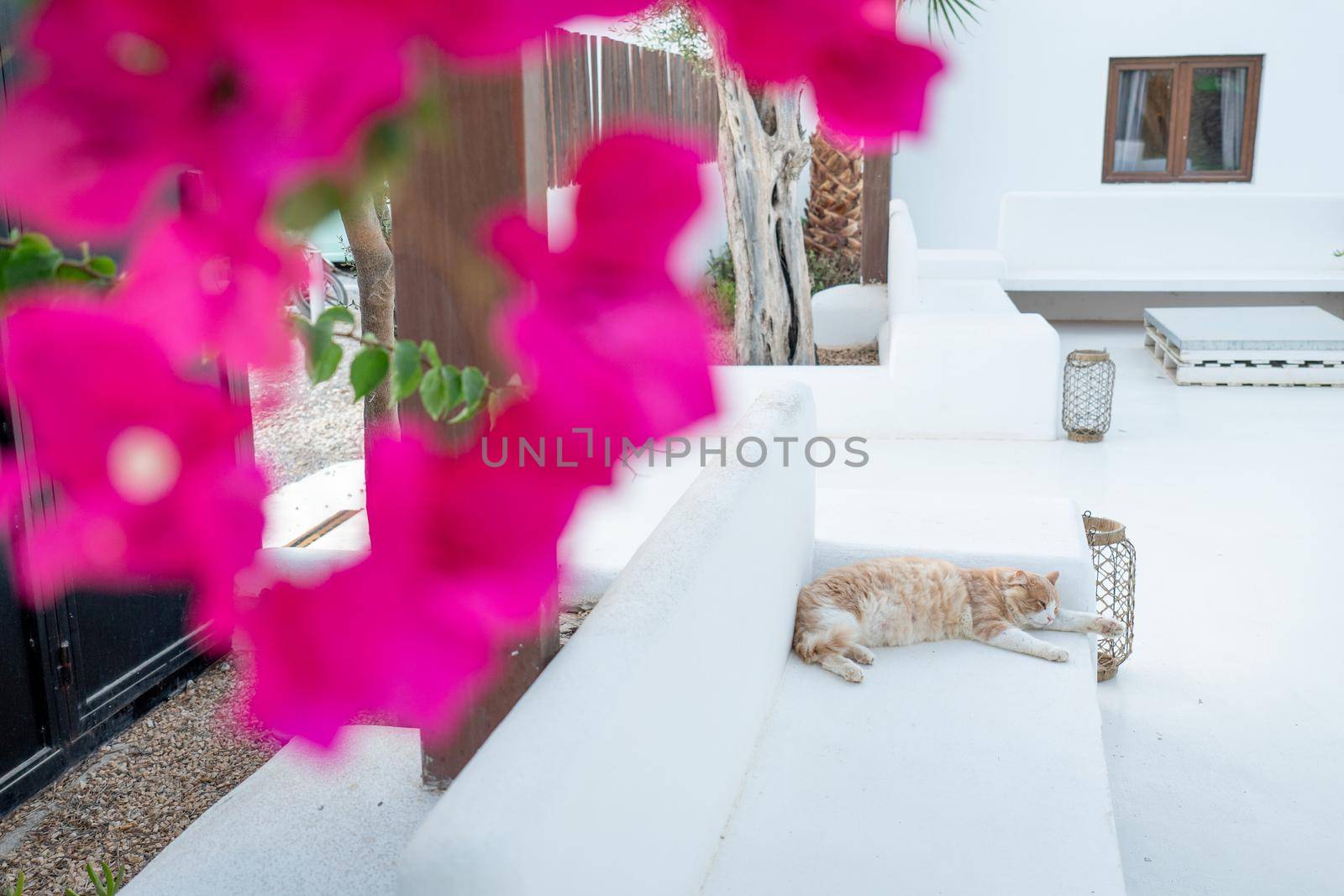 Black and orange cat lying on a white bench by LopezPastor