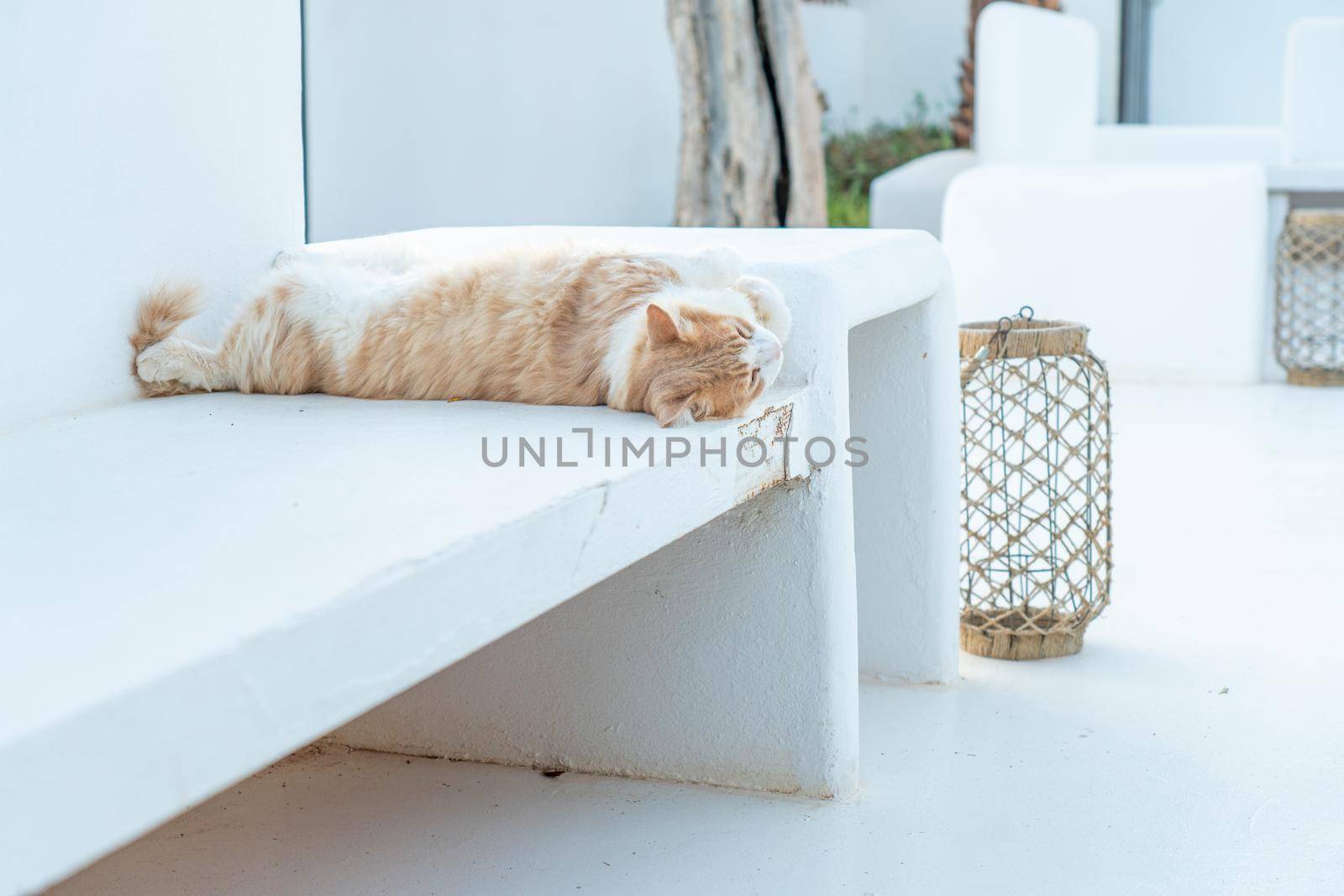 Black and orange cat lying on a white bench