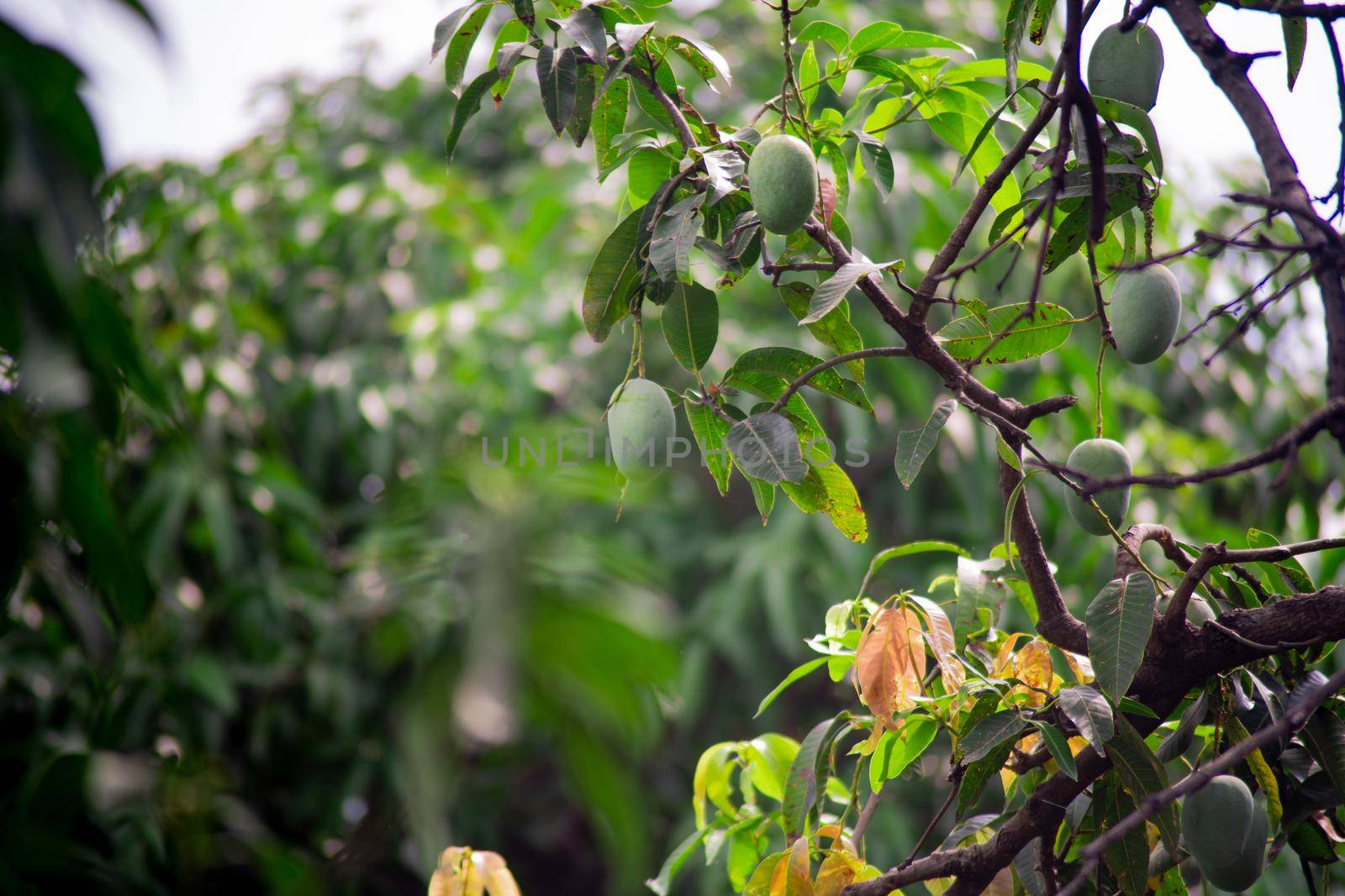 green unripe mangoes hanging on trees to the dense jungle showing this exotic sweet fruit that grows in India by Shalinimathur