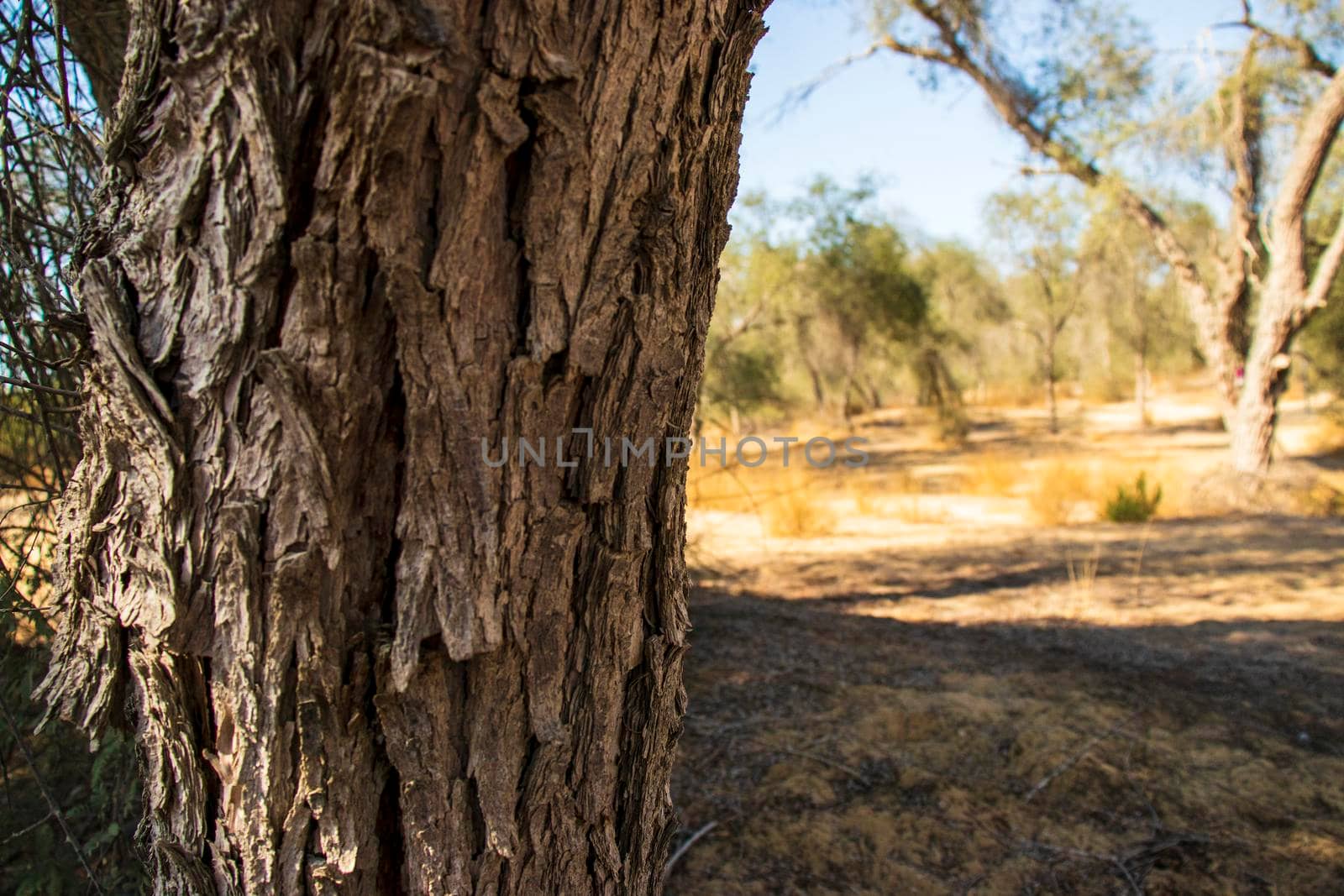 Close up shot of tree trunk in the park.