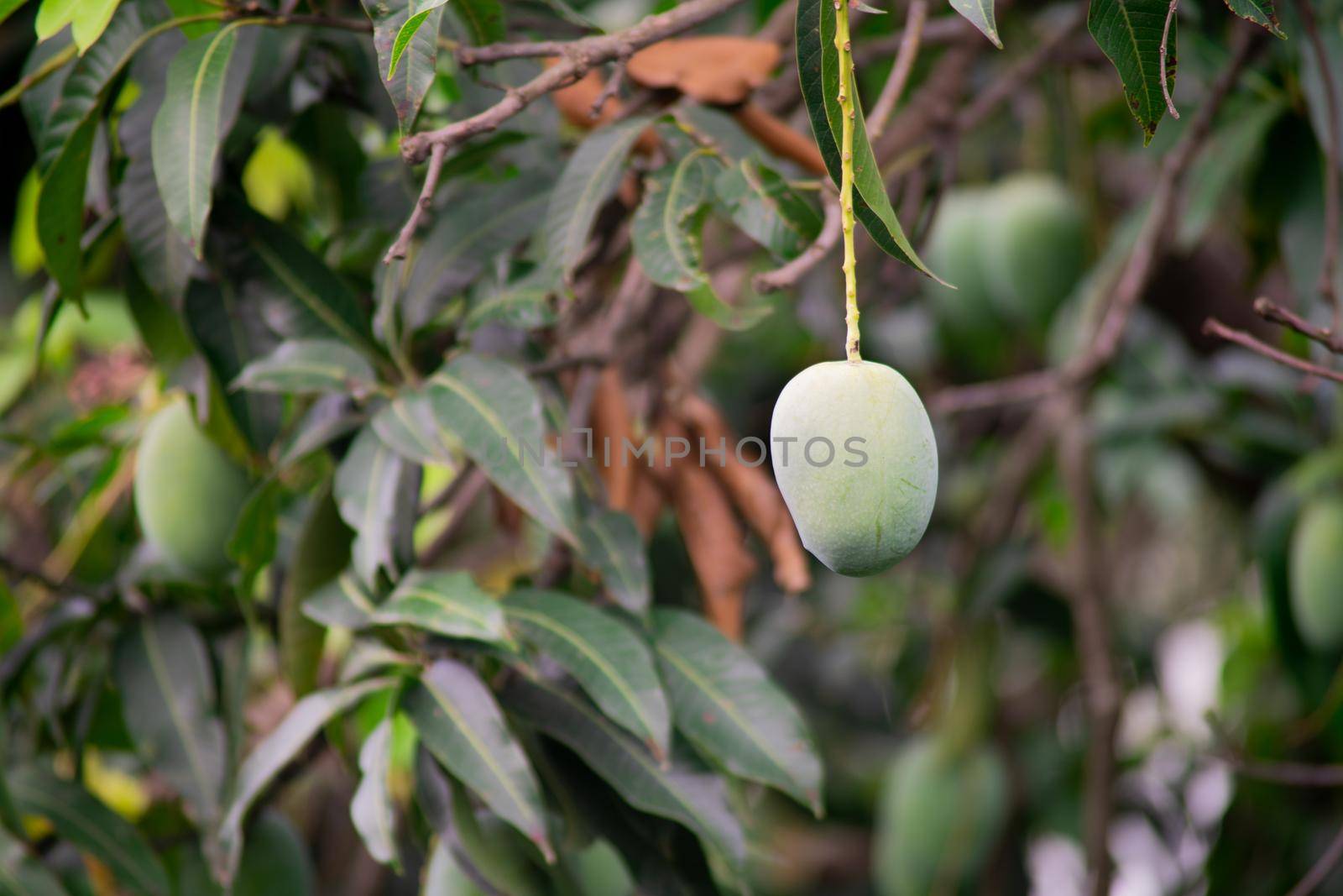 green unripe mangoes hanging on trees to the dense jungle showing this exotic sweet fruit that grows in India by Shalinimathur