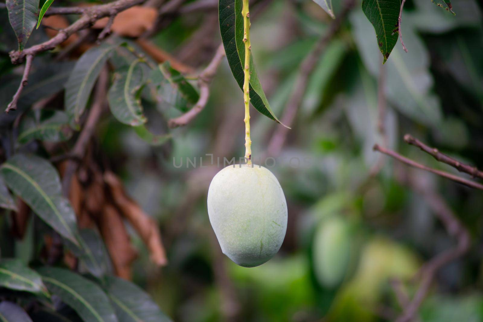 green unripe mangoes hanging on trees to the dense jungle showing this exotic sweet fruit that grows in India by Shalinimathur