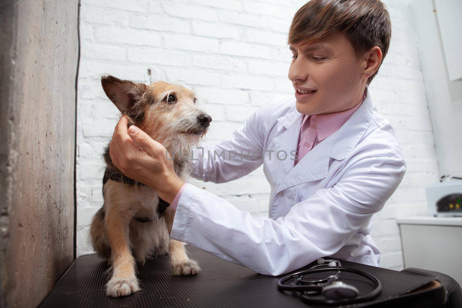 Cute mixed breed stray dog examined by professional veterinarian at the clinic