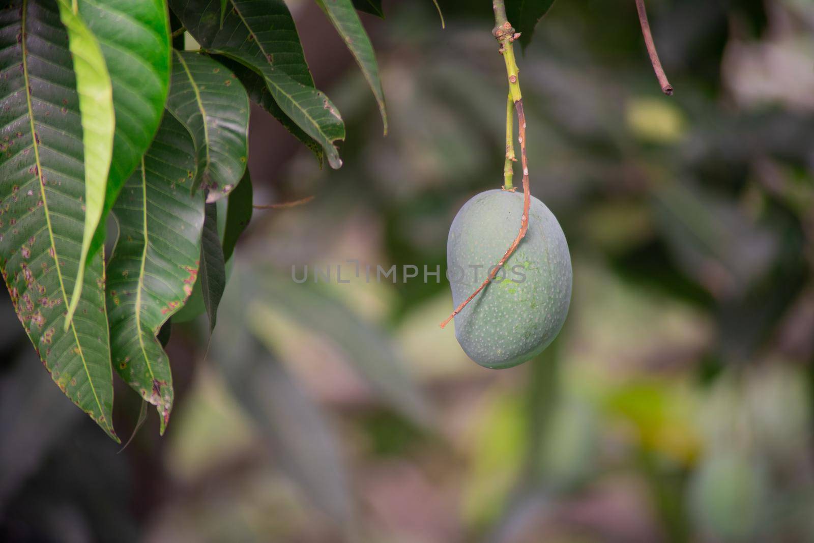 green unripe mangoes hanging on trees to the dense jungle showing this exotic sweet fruit that grows in India by Shalinimathur