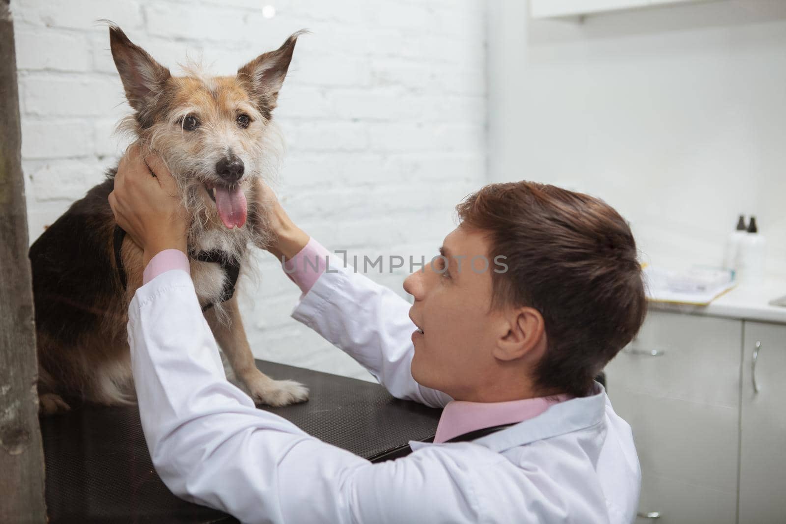 Lovely happy healthy mixed breed rescue dog sticking out tongue during medical examination by vet