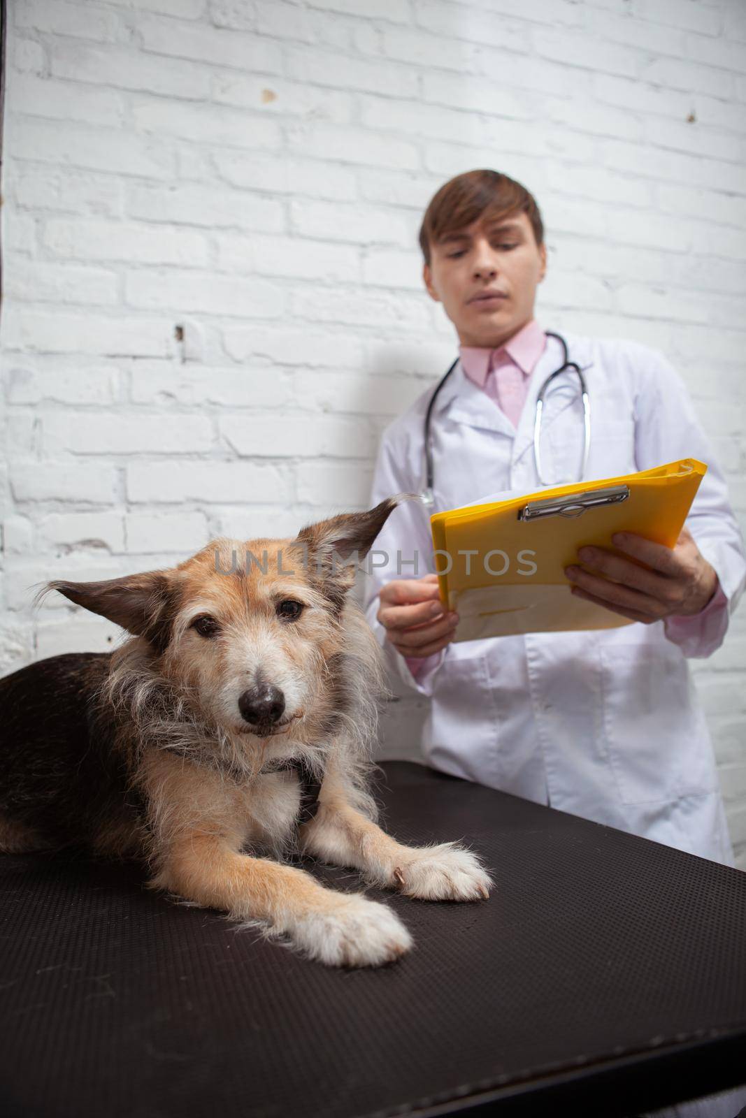 Vertical shot of a lovely mixed breed stray dog resting on examination table at vets office