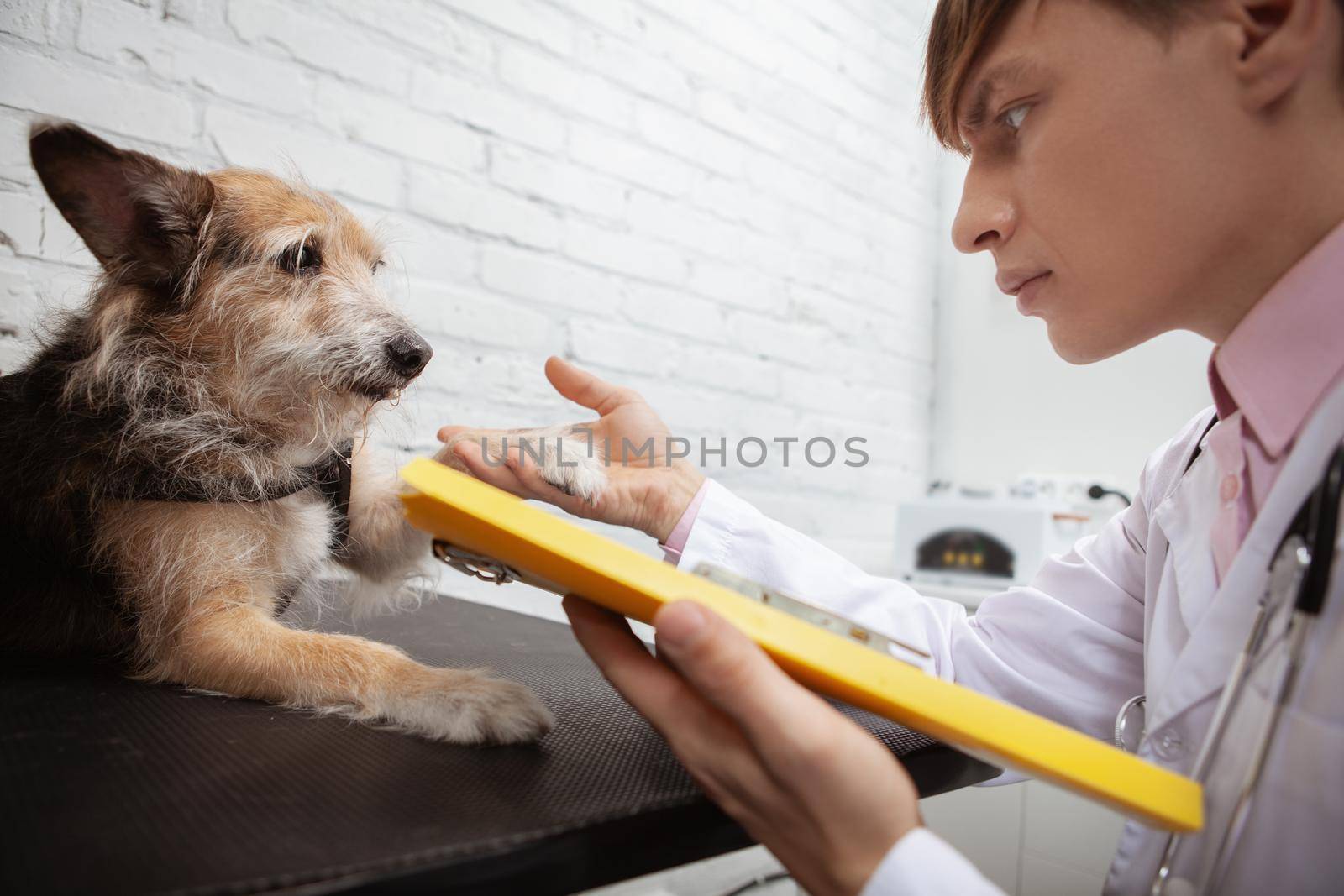 Cropped close up of a male vet holding paw of a cute mixed breed shelter dog