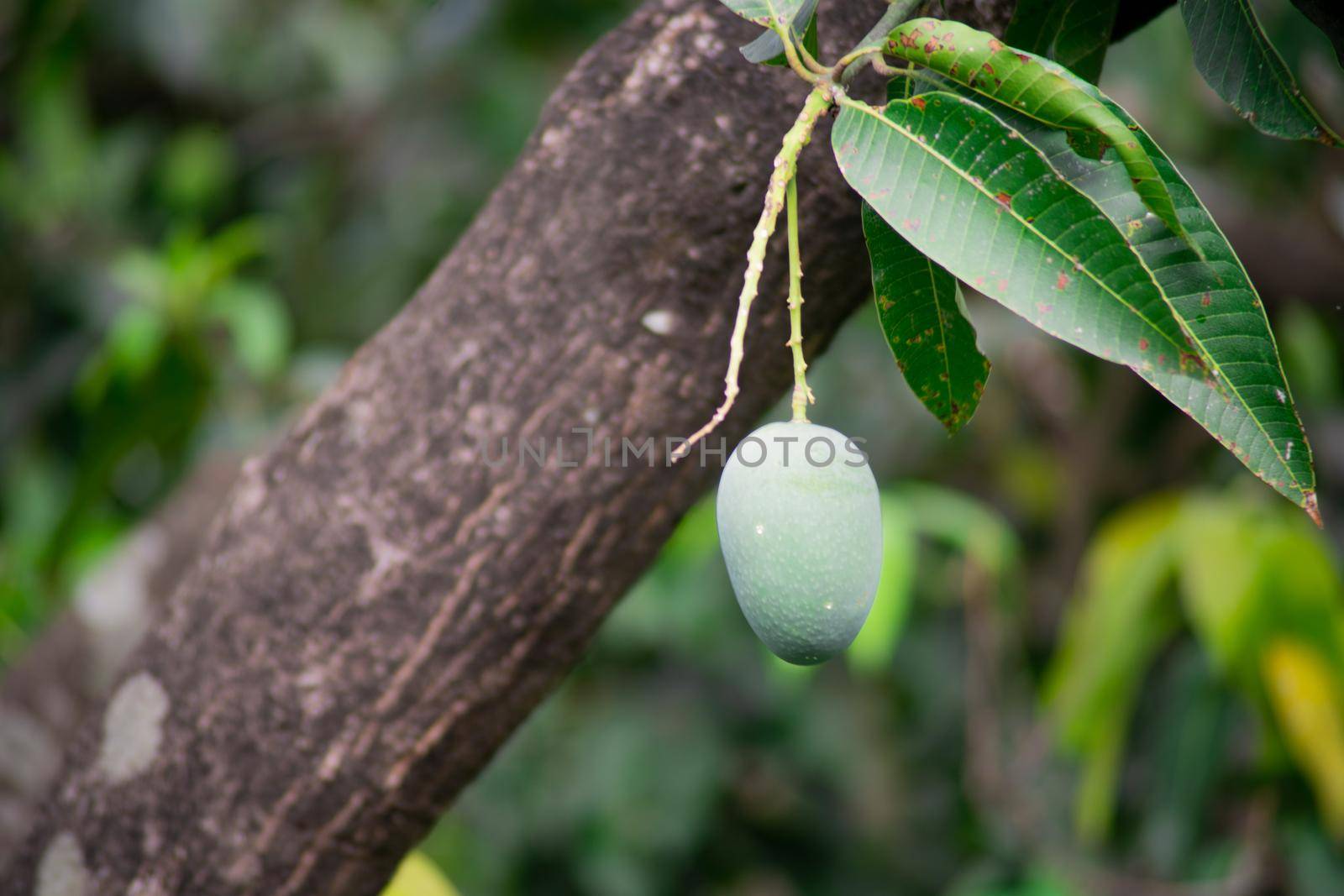 green unripe mangoes hanging on trees to the dense jungle showing this exotic sweet fruit that grows in India by Shalinimathur