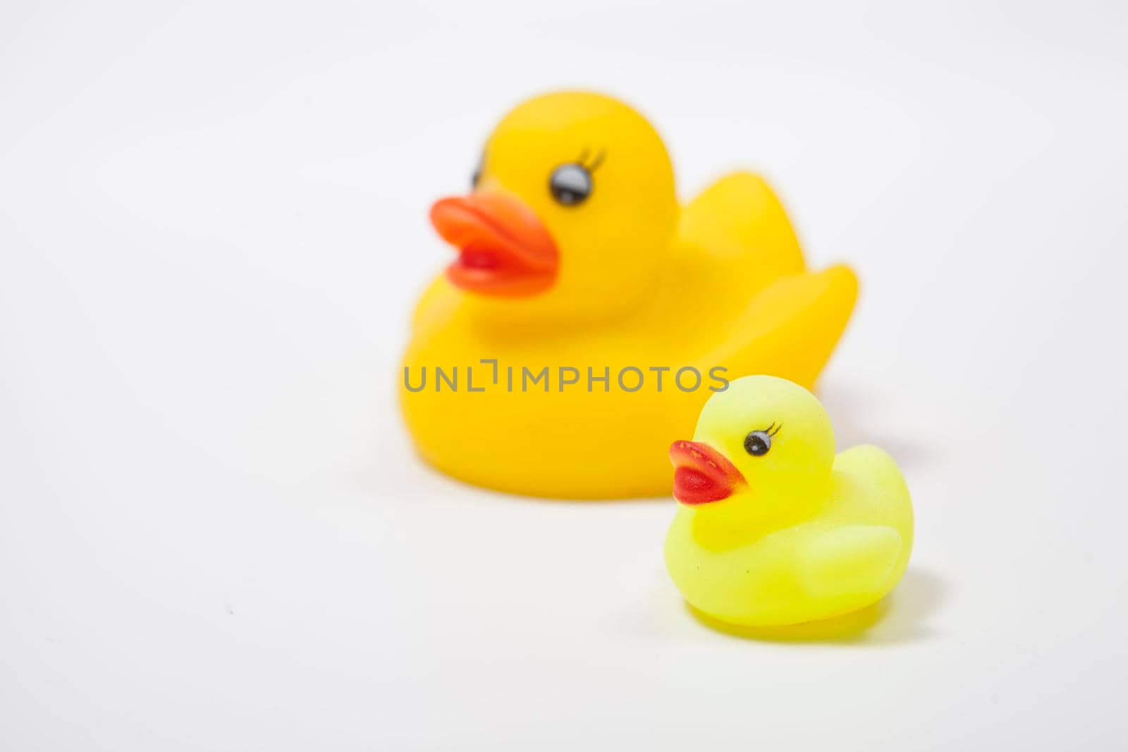 Yellow rubber ducks family isolated on white, copy space