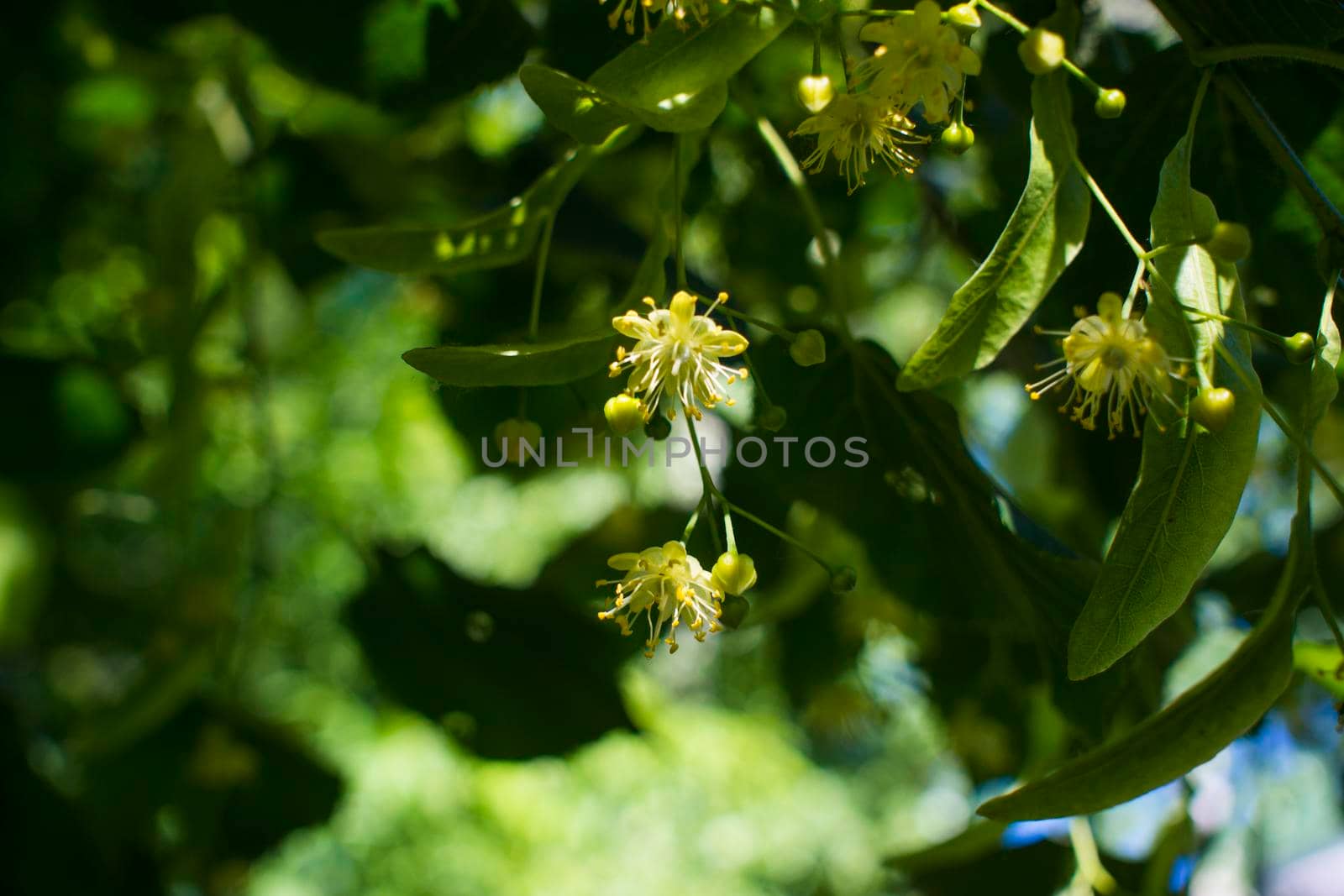 Close up of the clusters of blooming flowers of common life Tilia x europaea, also known as linden, basswood, lime tree, lime bush.bumblebee collects nectar, lime honey
