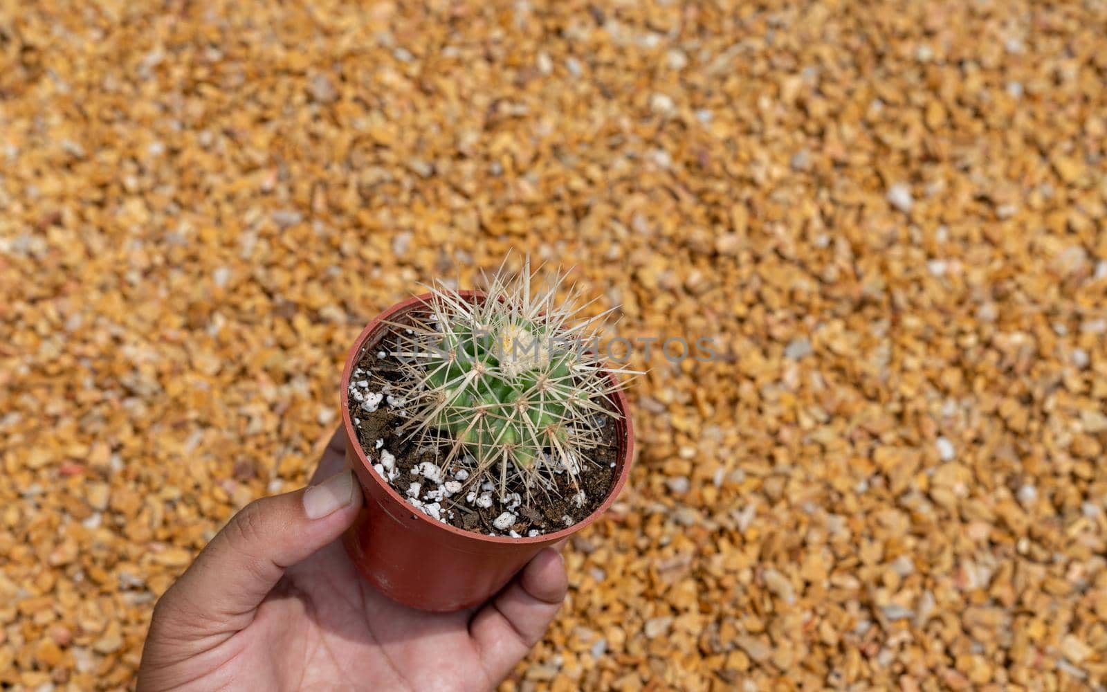 Echinocactus grusonii var. albispinus cactus holding in a hand