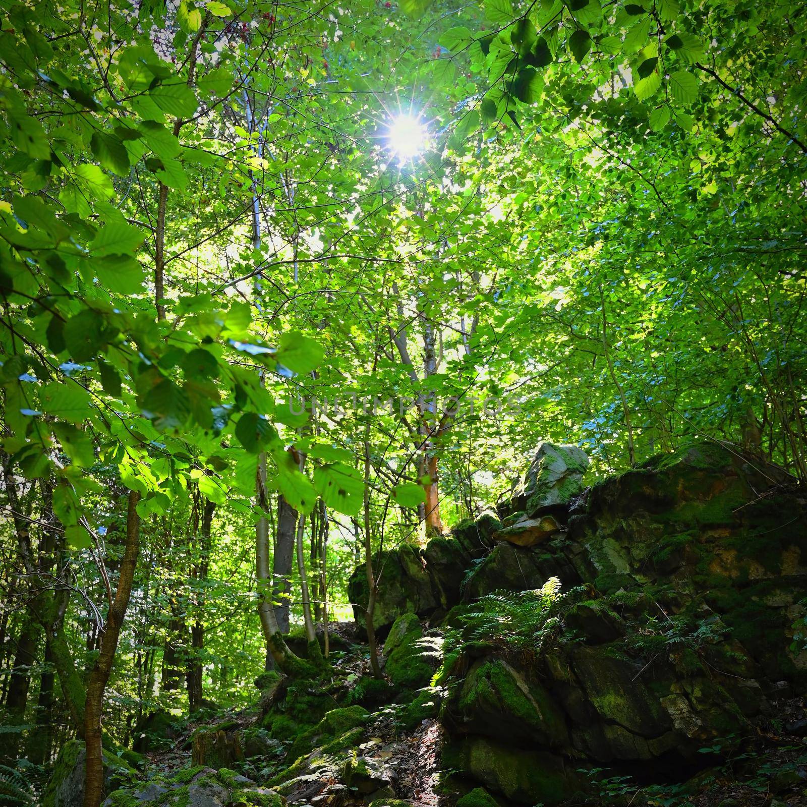 Beautiful nature with forest and sun. Green background - concept for environment and landscape. by Montypeter