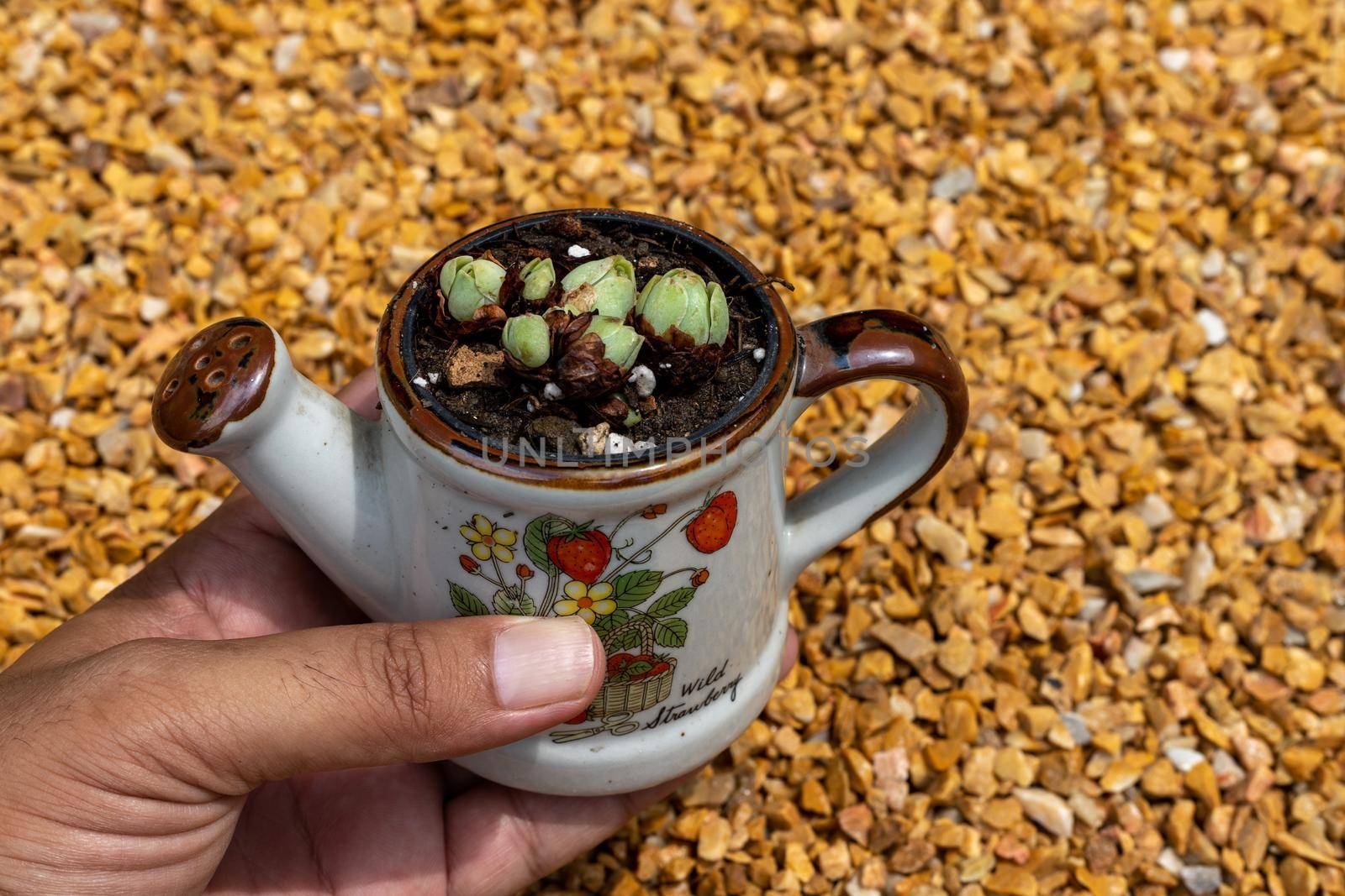 Cute little rose succulent plant in a decorative pot