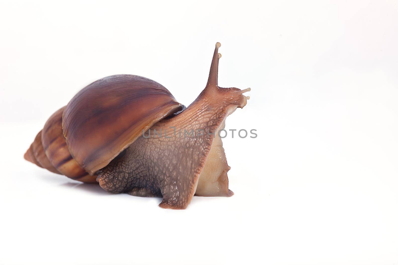 big grape snail look forward macro isolated on white