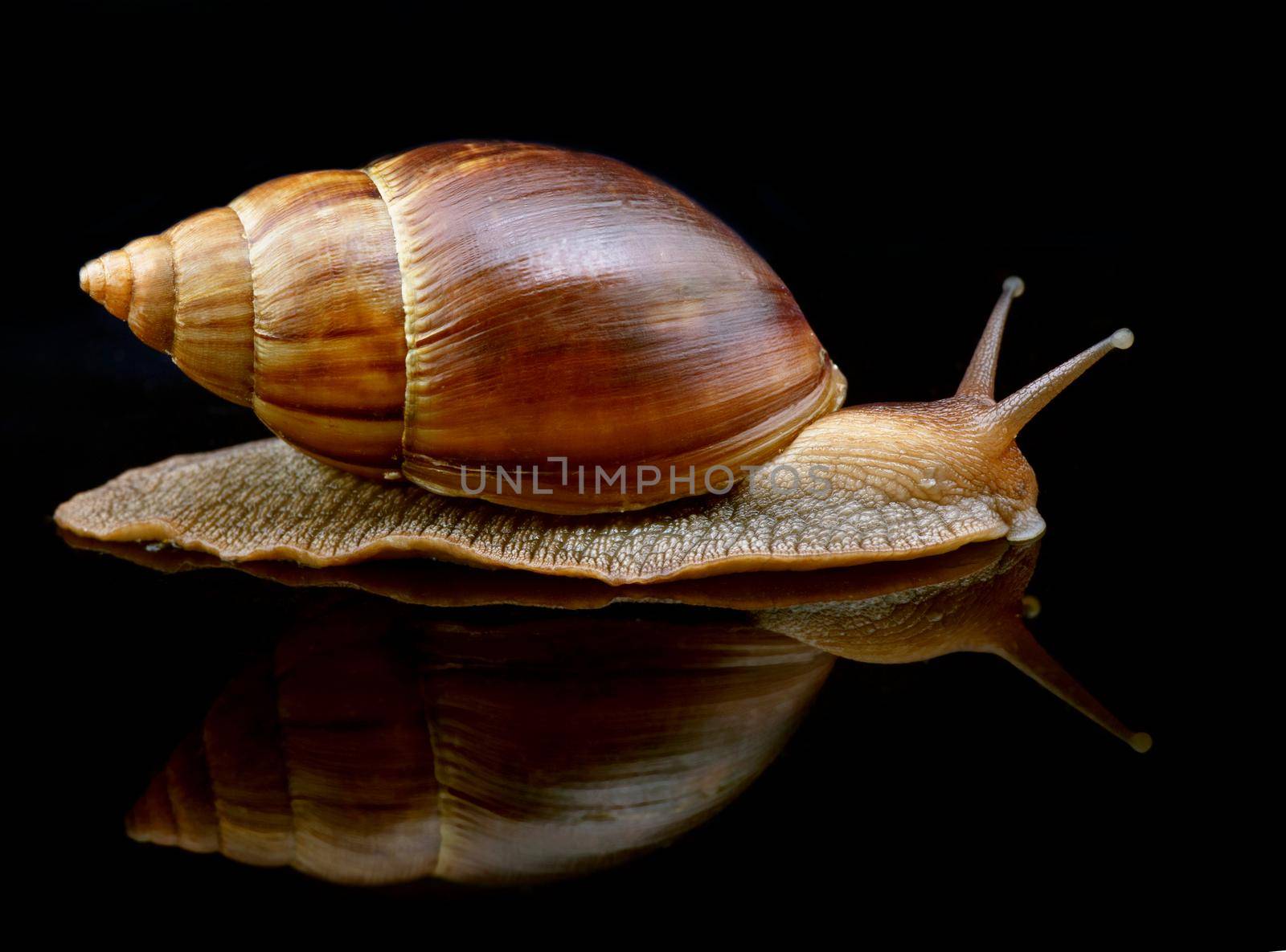 Big snail move forward with mirror on black