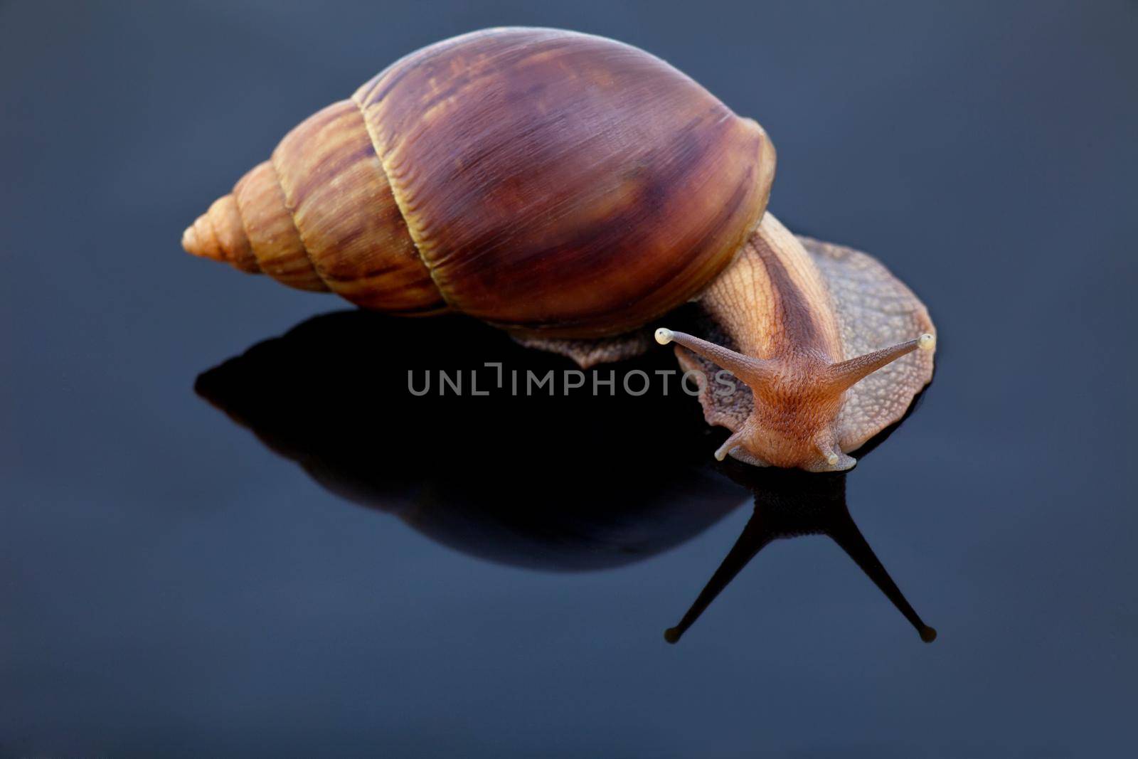 big grape snail look at mirror on black background