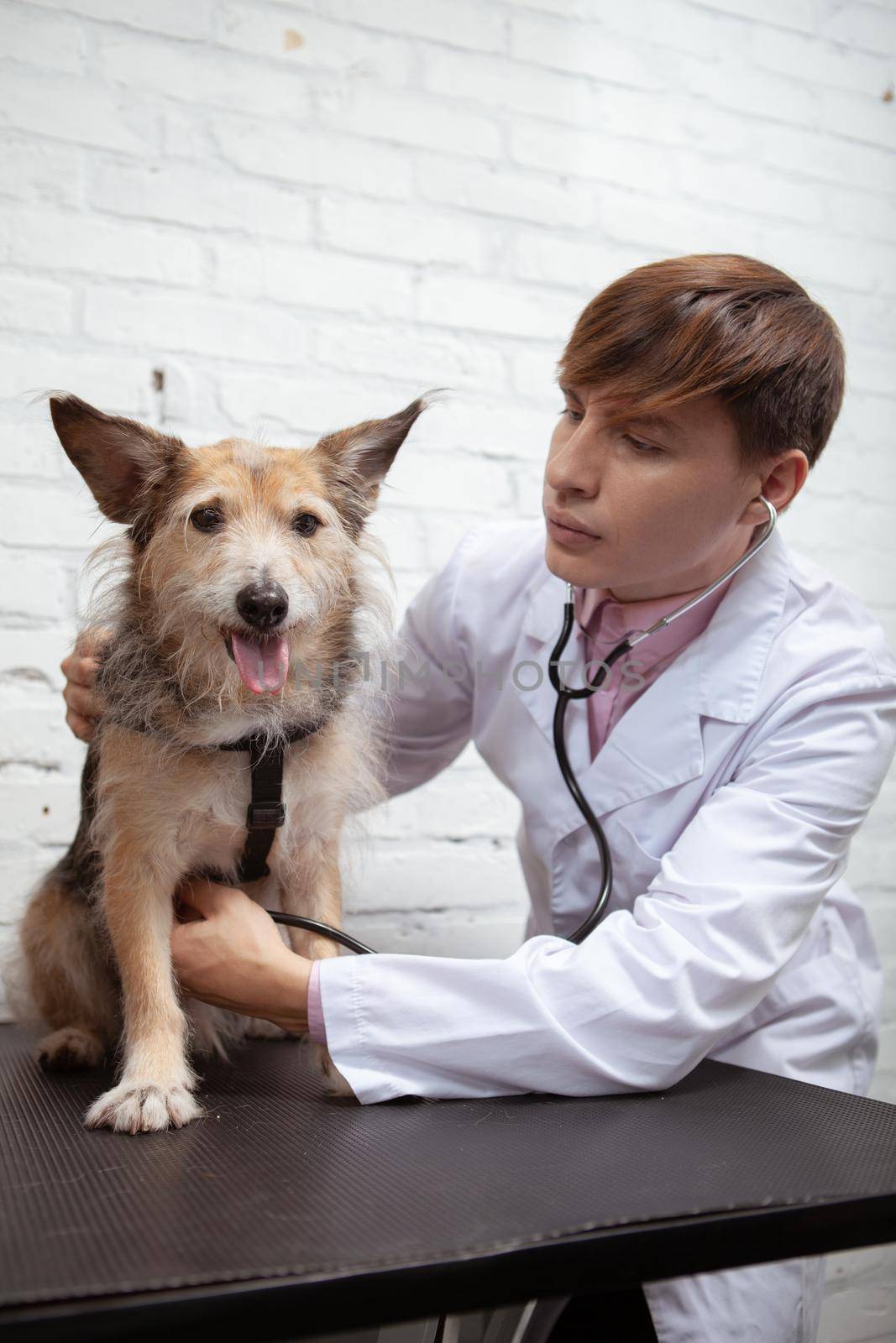 Vertical shot of a male vet examining happy healthy shelter dog at his animal hospital