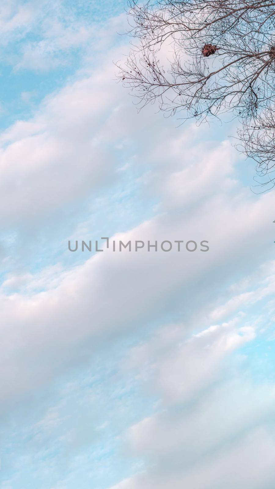 Atmosphere calm sky cloud panorama background Dry tree branches Autumn summer end progress regress life concept.
