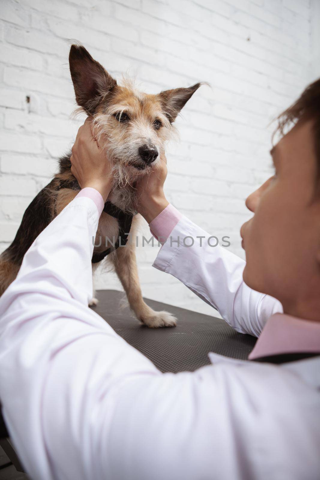 Vertical low angle shot of a cute fluffy dog examined by male veterinarian