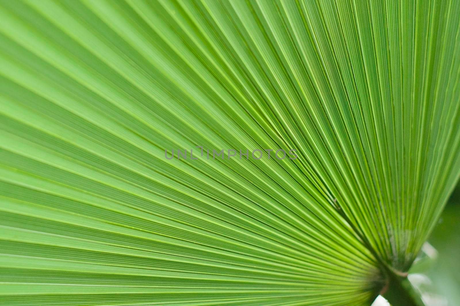 abstract texture Fans of light green palm leaf, natural leafy background High quality photo
