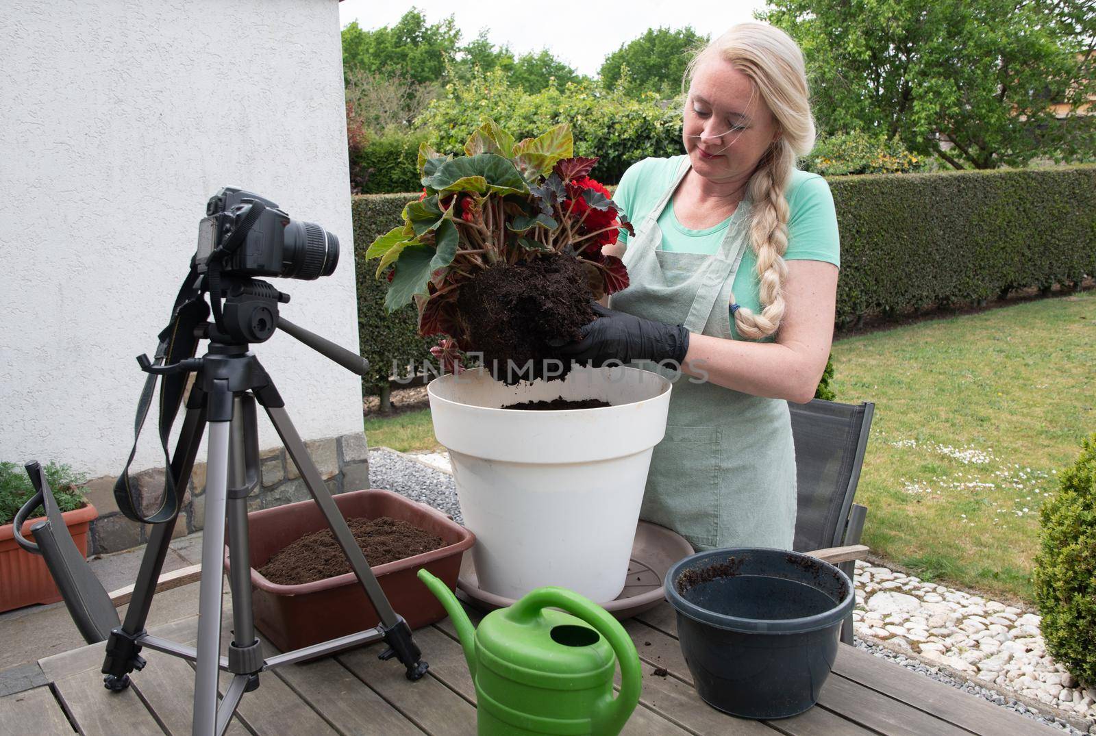 middle aged blonde woman hosts broadcast for her social media blog on gardening how to transplant seedlings of red begonia flower into a large pot. High quality photo
