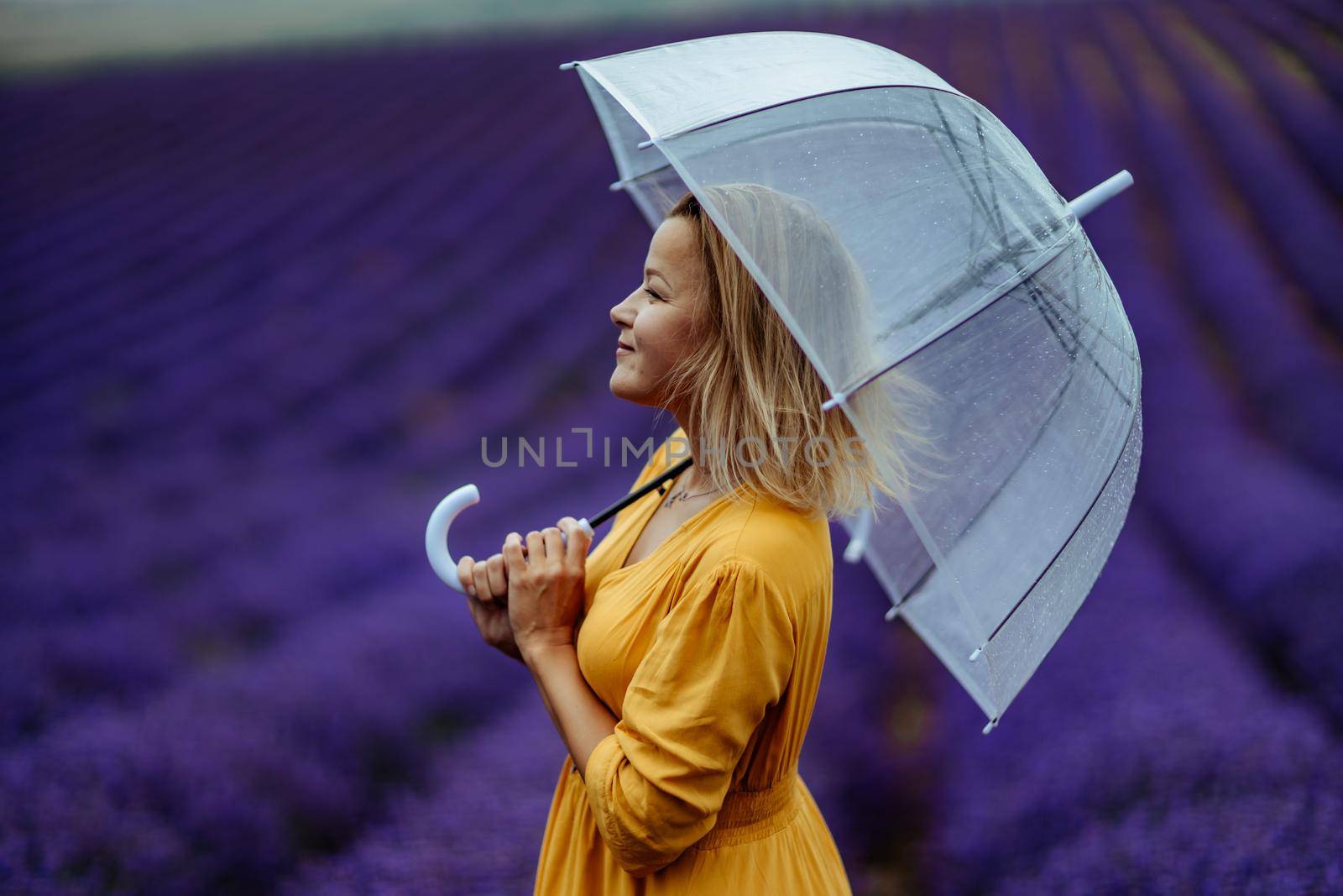 A middle-aged woman in a lavender field walks under an umbrella on a rainy day and enjoys aromatherapy. Aromatherapy concept, lavender oil, photo session in lavender.