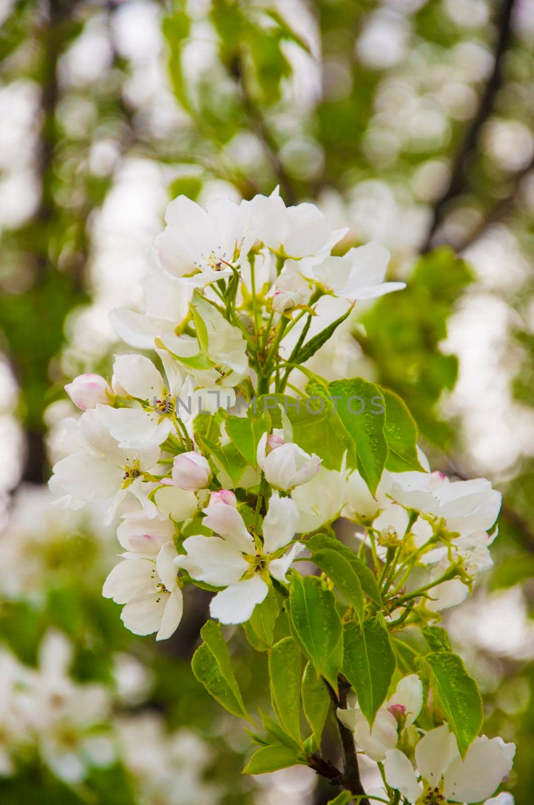 Spring blossom: branch of a blossoming apple tree on garden background