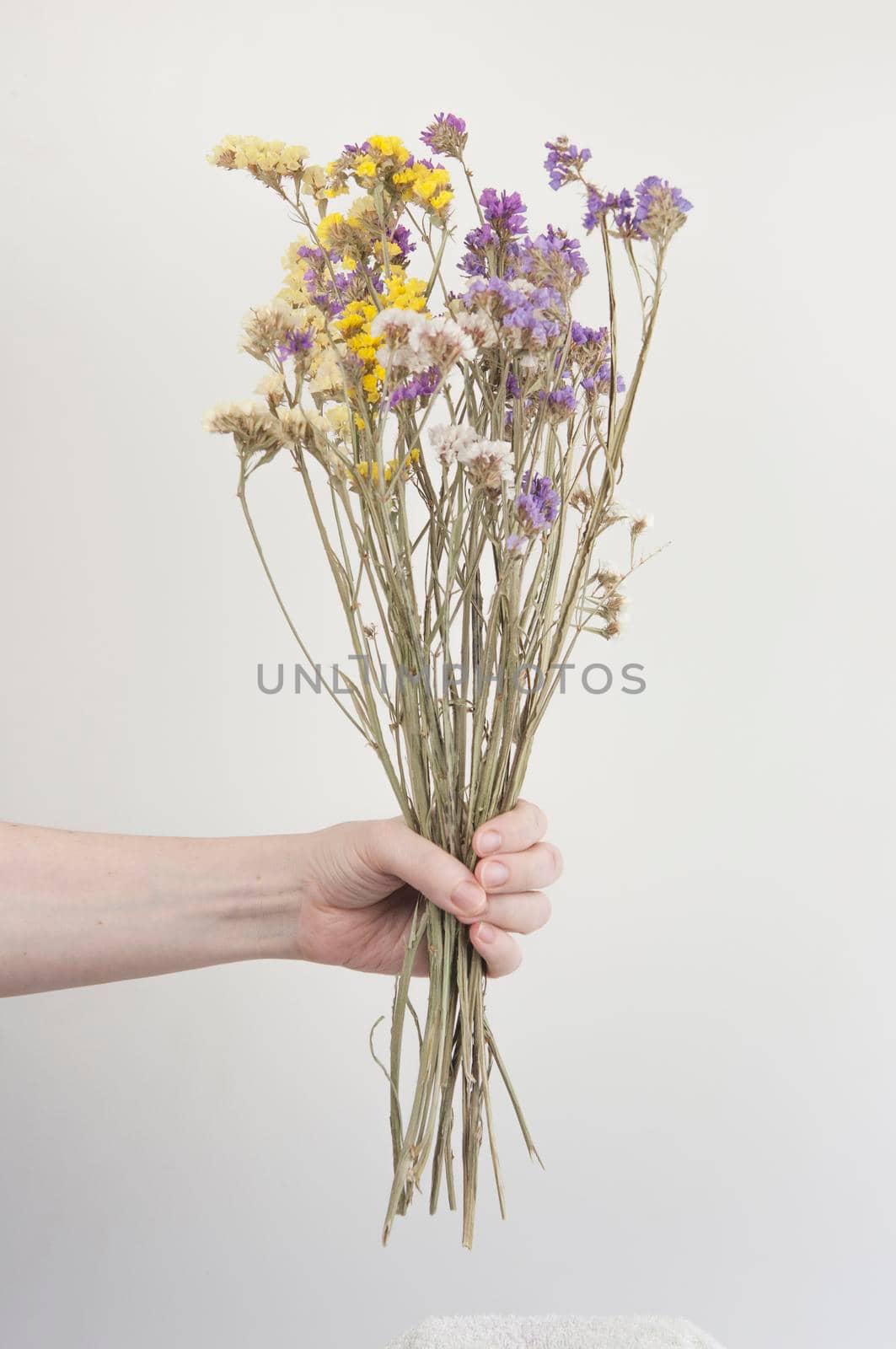 Woman's hands are holding dried  flowers on a white background. Postcard with copy space. Place for text, design.