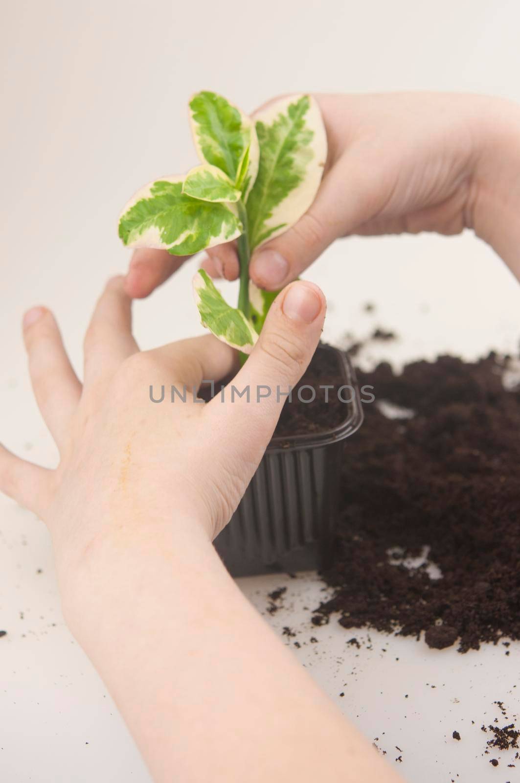 Plant care concept. Child hands are planting houseplant. Spring time. Potted plants.