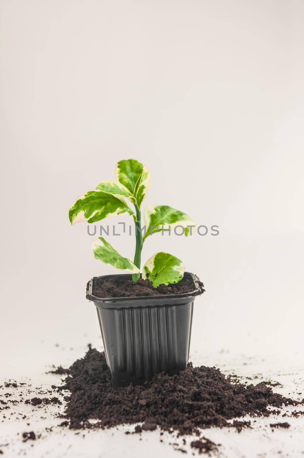 Plant care concept. Child hands are planting houseplant. Spring time. Potted plants.