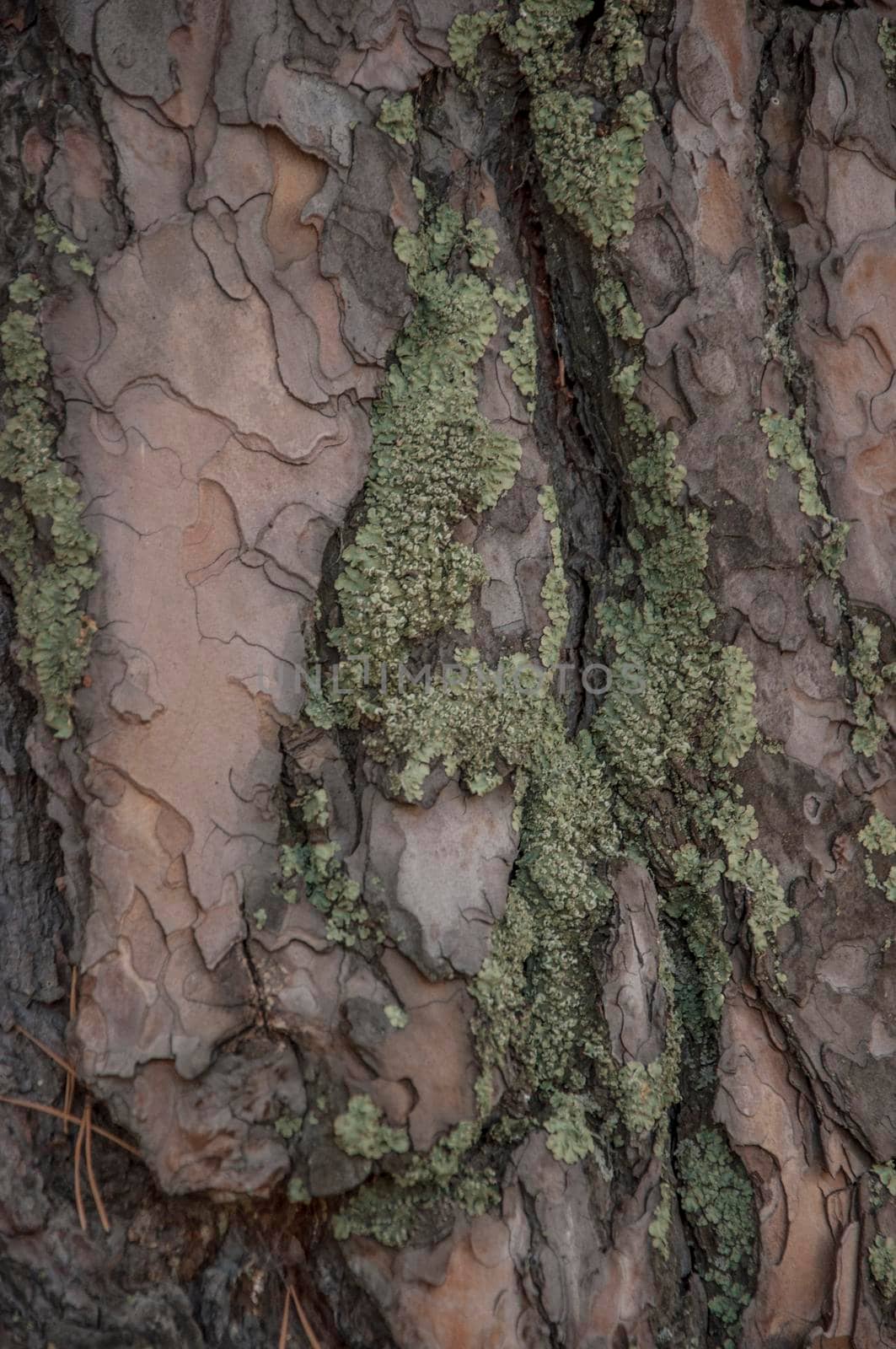 Moss cover on tree bark background. Close-up moss texture on tree surface.