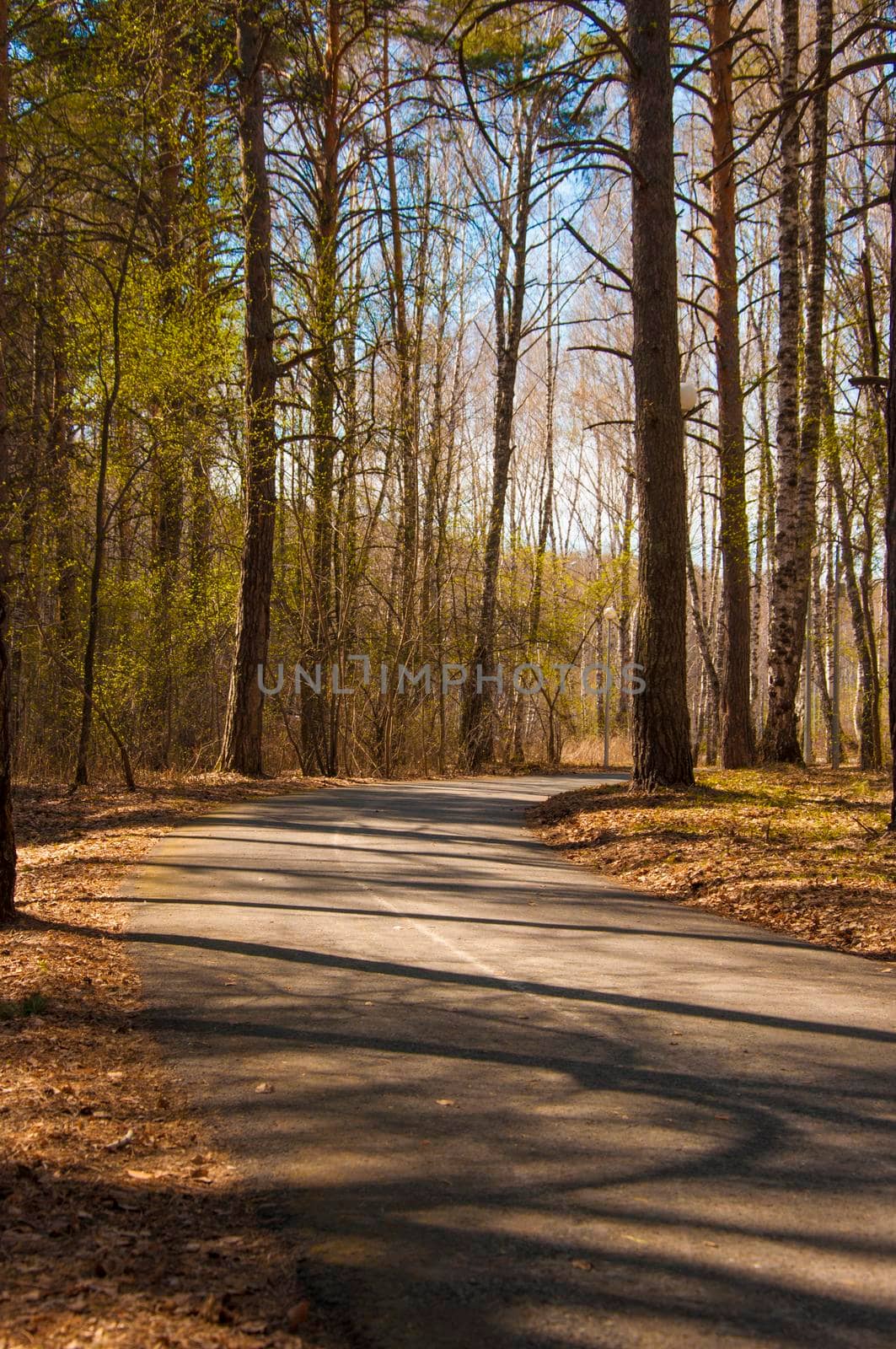 Forest landscape. Beautiful forest nature. Pinery in summer