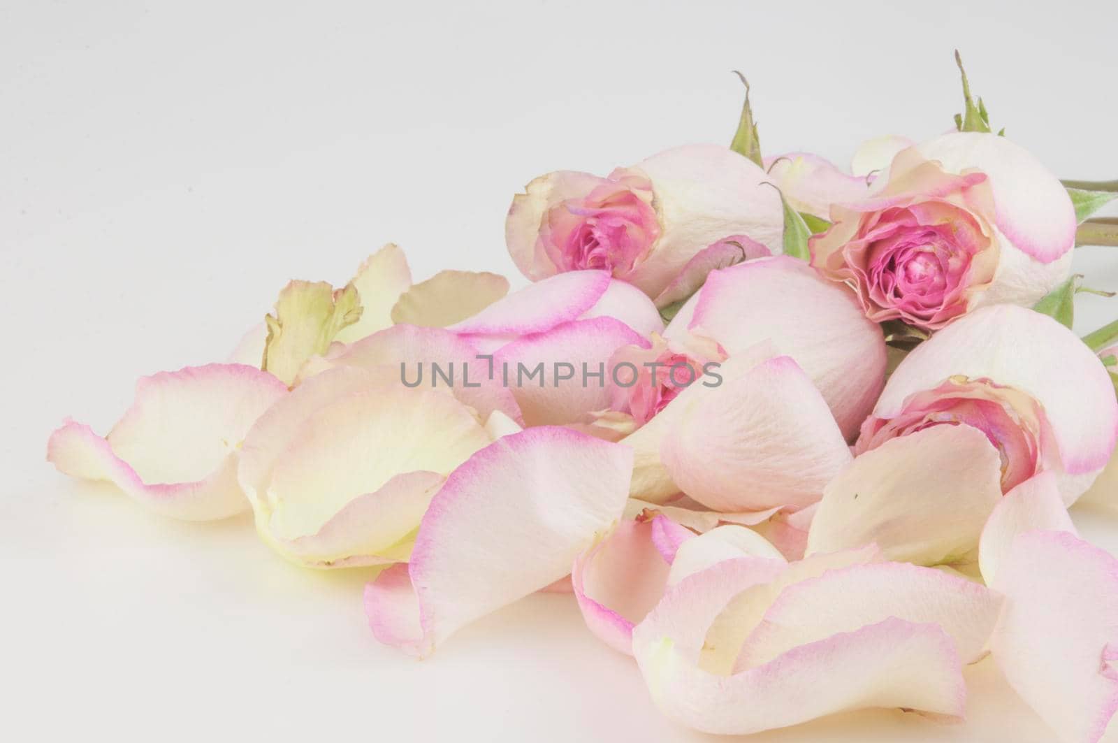 pink roses with pile petals on white background. Festive gift card with copy space, layout.