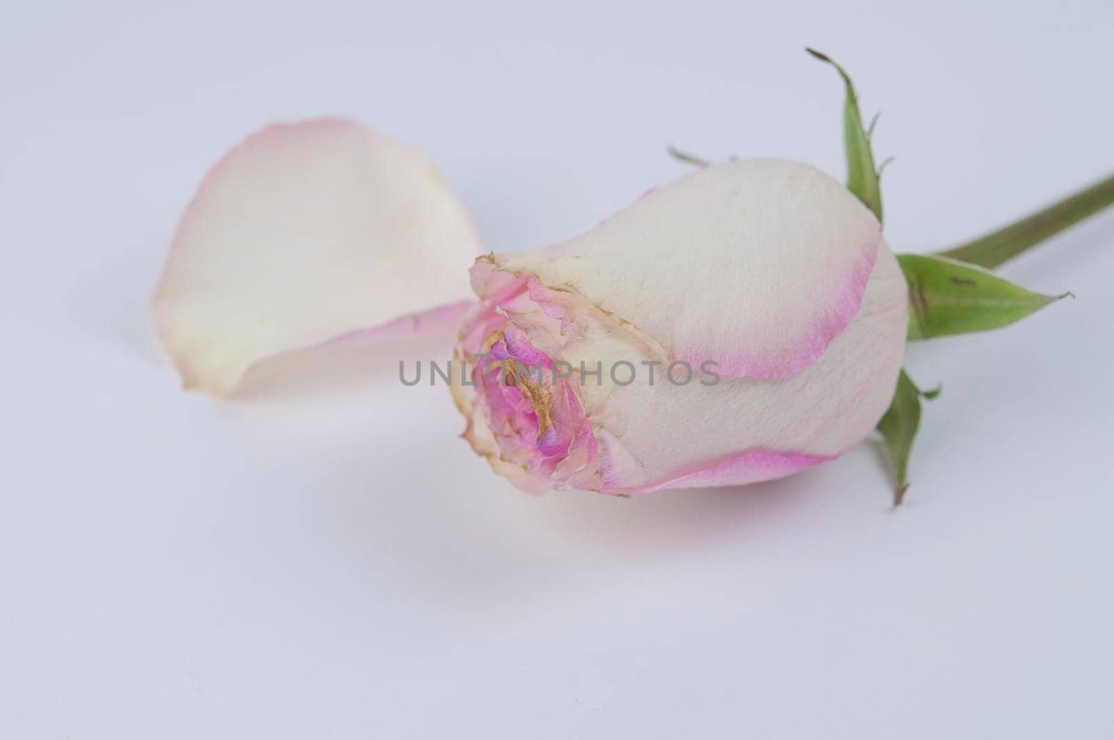 single pink rose on white background. Festive gift card with copy space, layout.