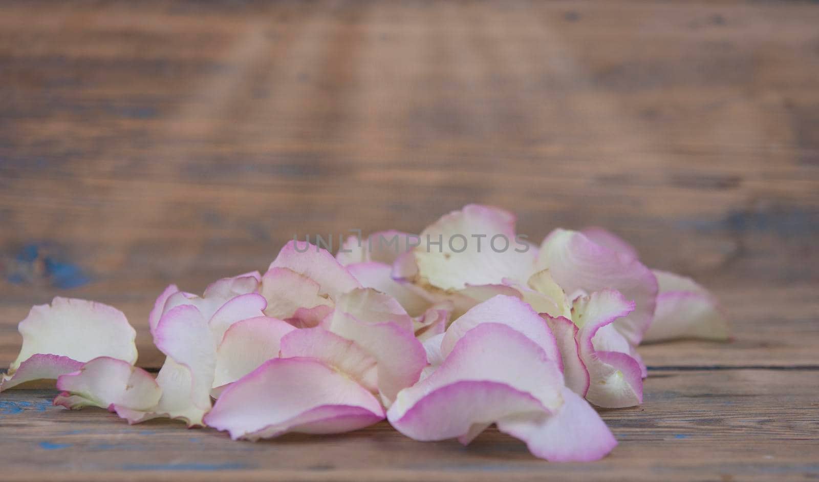 Rose petals on white wooden background.
