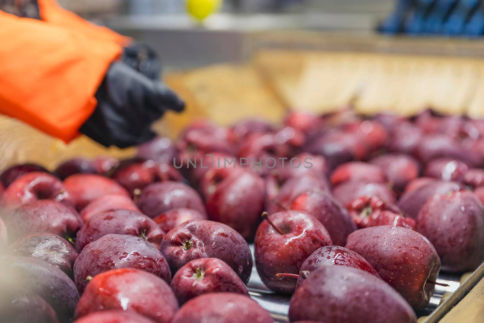 quality control of apples on the automatic feeding line