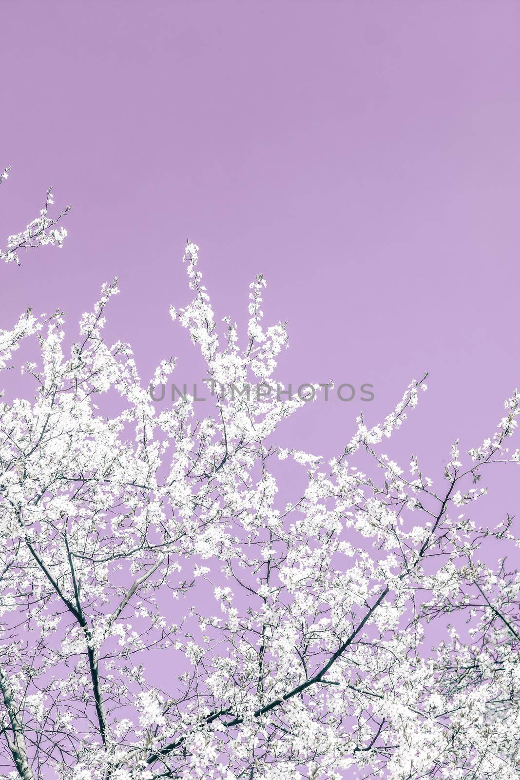 Floral abstract art on purple background, vintage cherry flowers in bloom as nature backdrop for luxury holiday design by Anneleven
