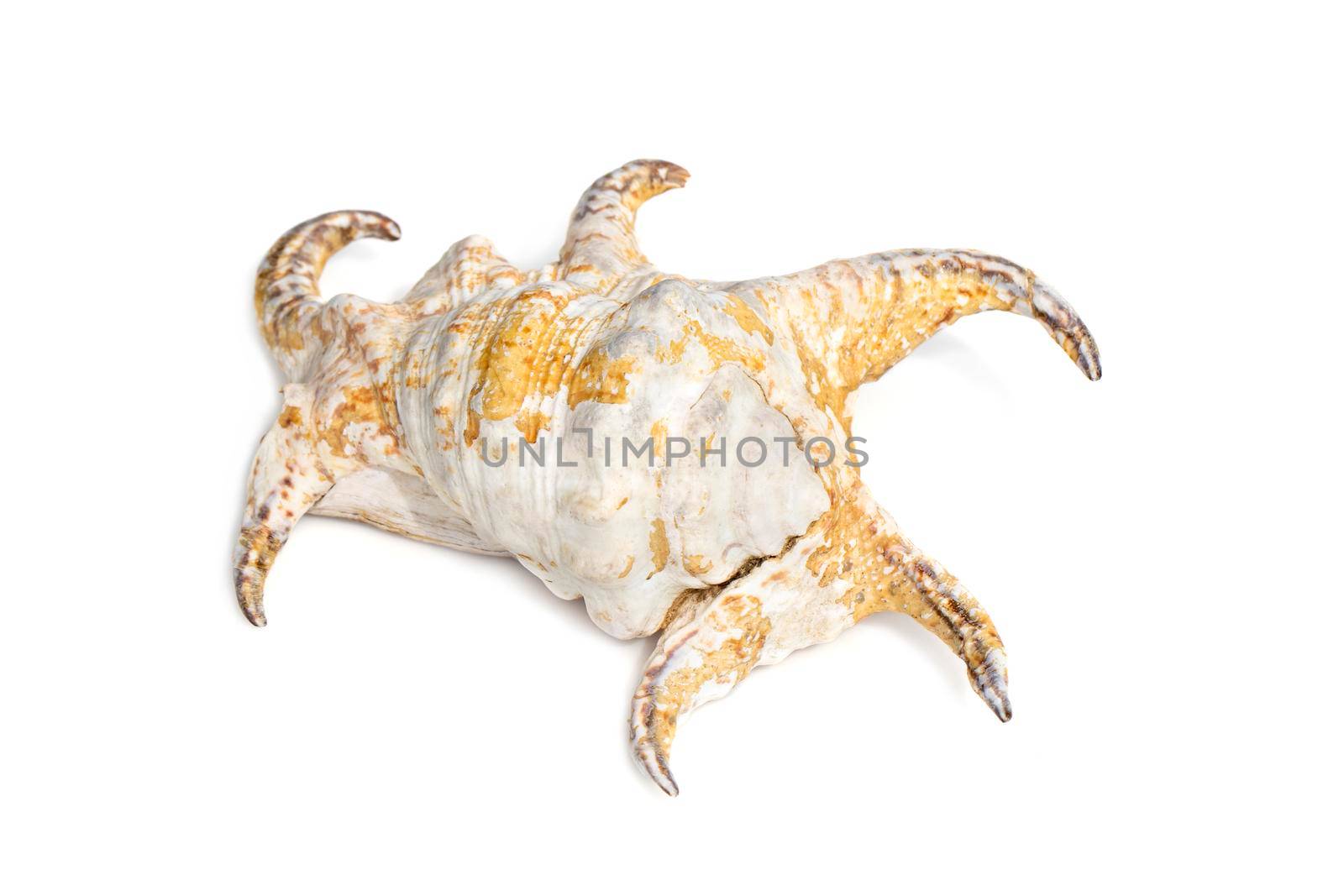 Image of Lambis chiragra, Harpago chiragra on a white background. Undersea Animals. Sea shells.
