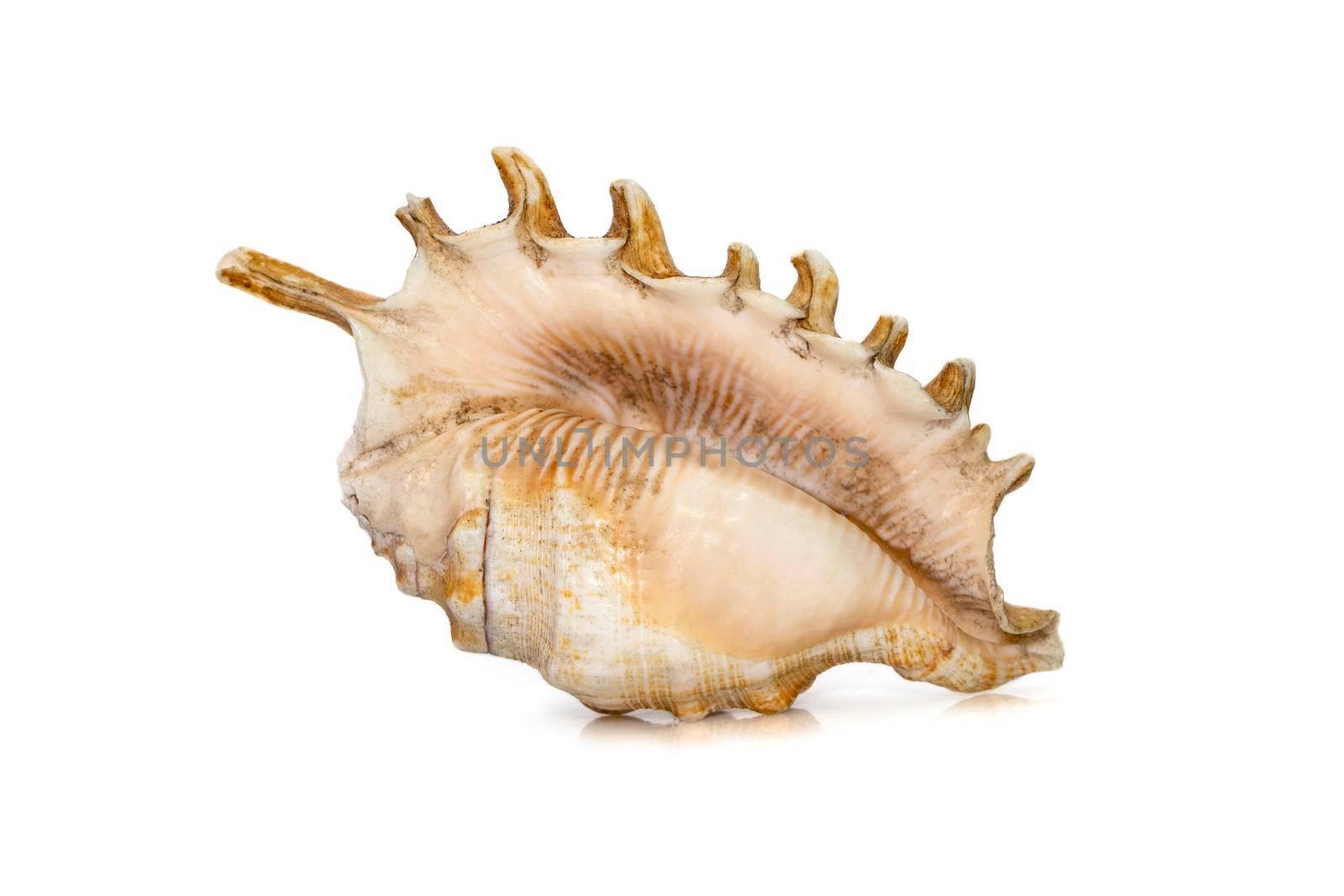 Image of Millipede spider conch (Lambis millepeda) isolated on white background. Sea snail. Undersea Animals. Sea Shells. by yod67