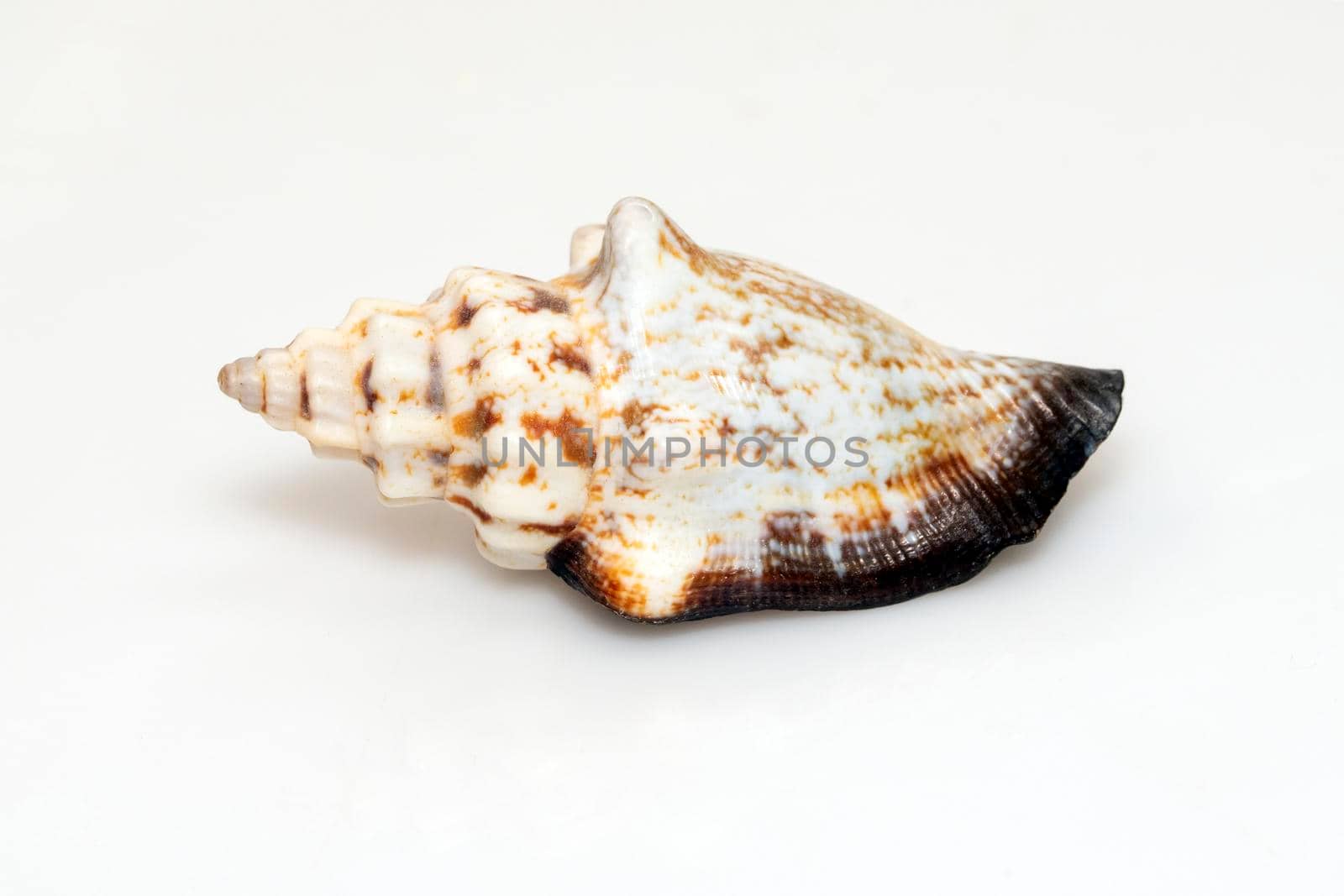 Image of canarium urceus is a species of sea snail, a marine gastropod mollusk in the family Strombidae, the true conchs isolated on white background. Undersea Animals. Sea Shells.