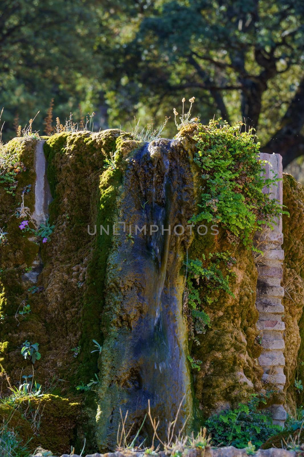 livestock watering trough with moss and aquatic plants by joseantona