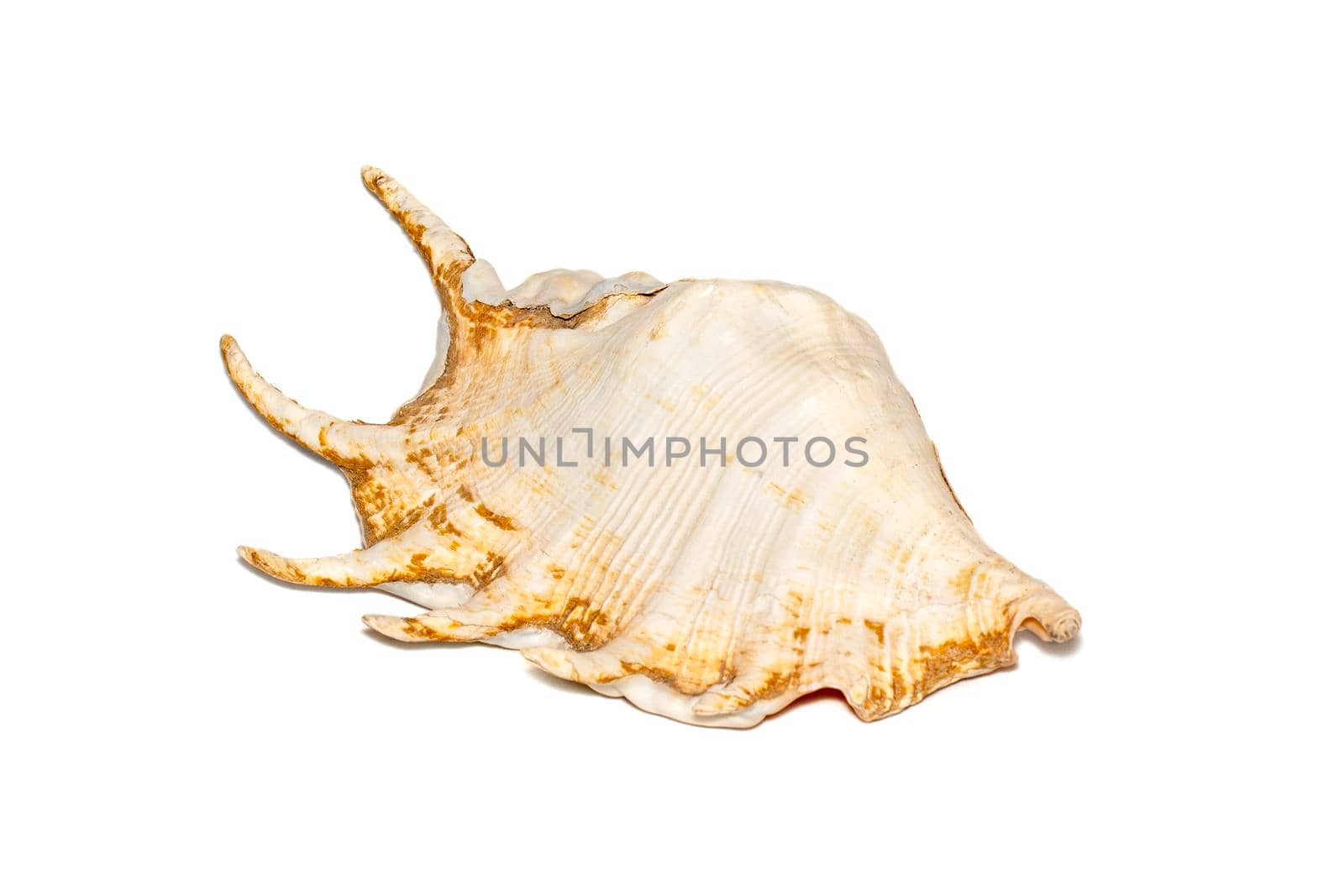 Image of spider conch seashell (Lambis truncata) on a white background. Sea shells. Undersea Animals. by yod67