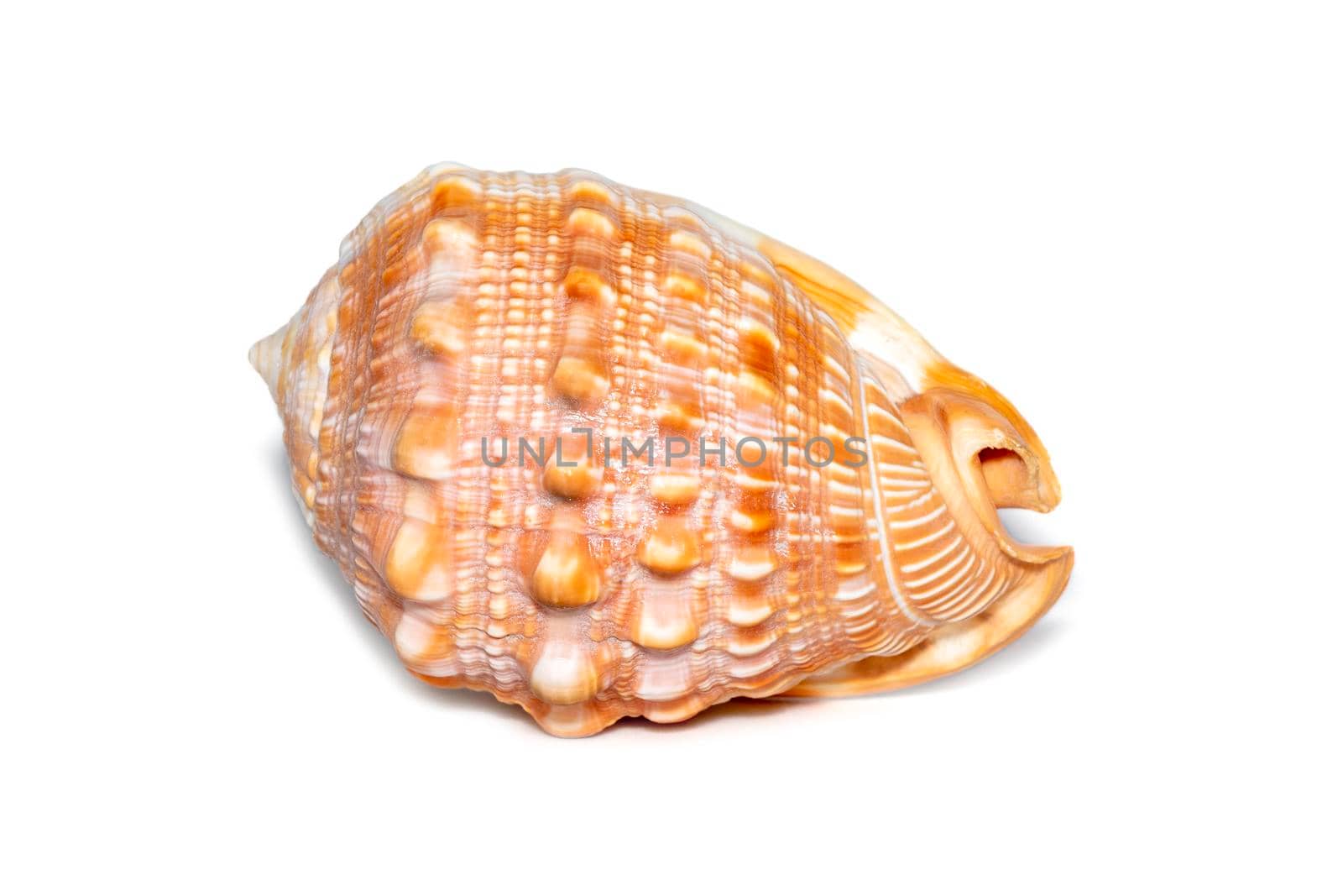 Image of sea shell orange cassis cornuta on a white background. Undersea Animals. Sea shells. Horned helmet shell.