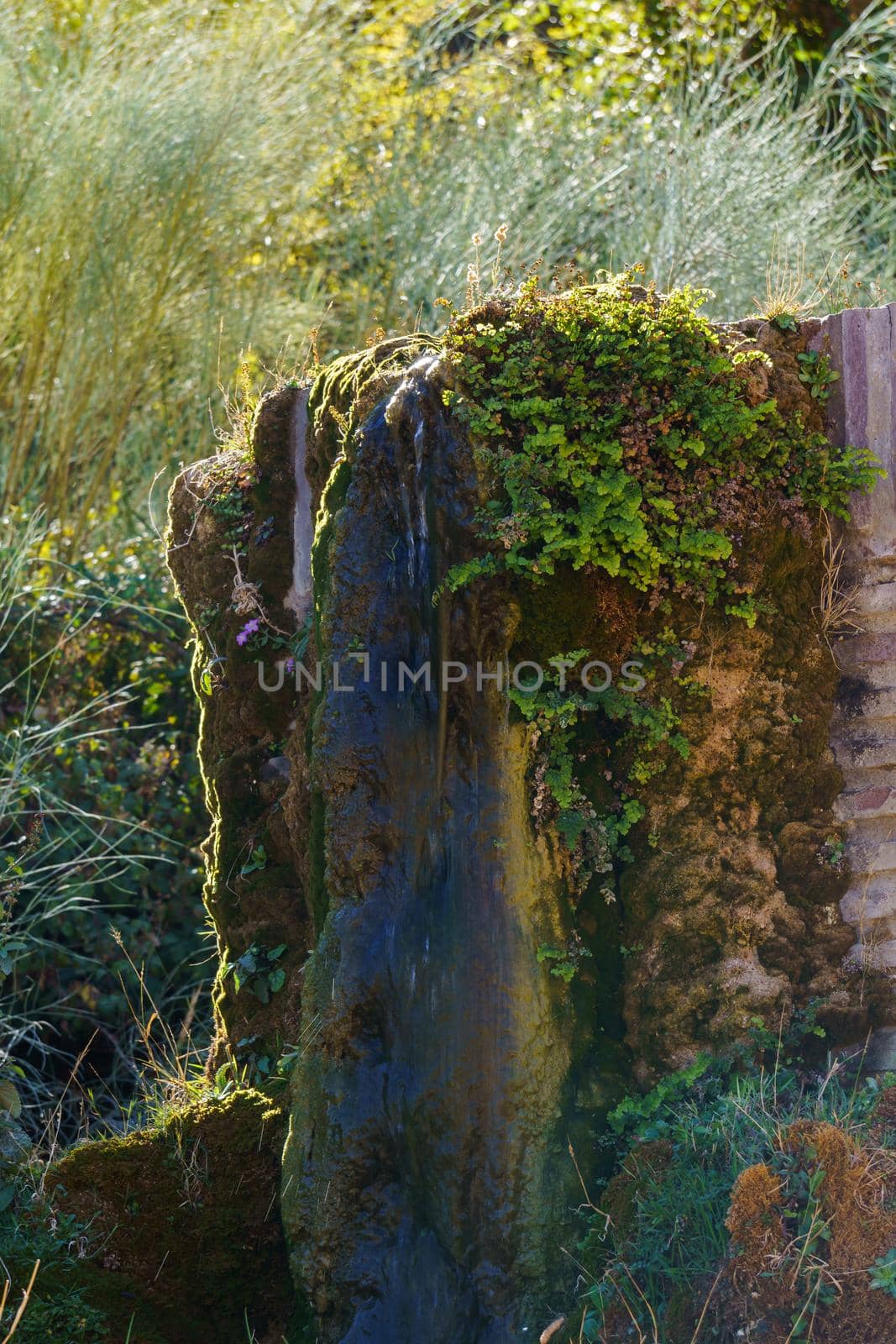 watering place for livestock with moss and aquatic plants with fresh spring water