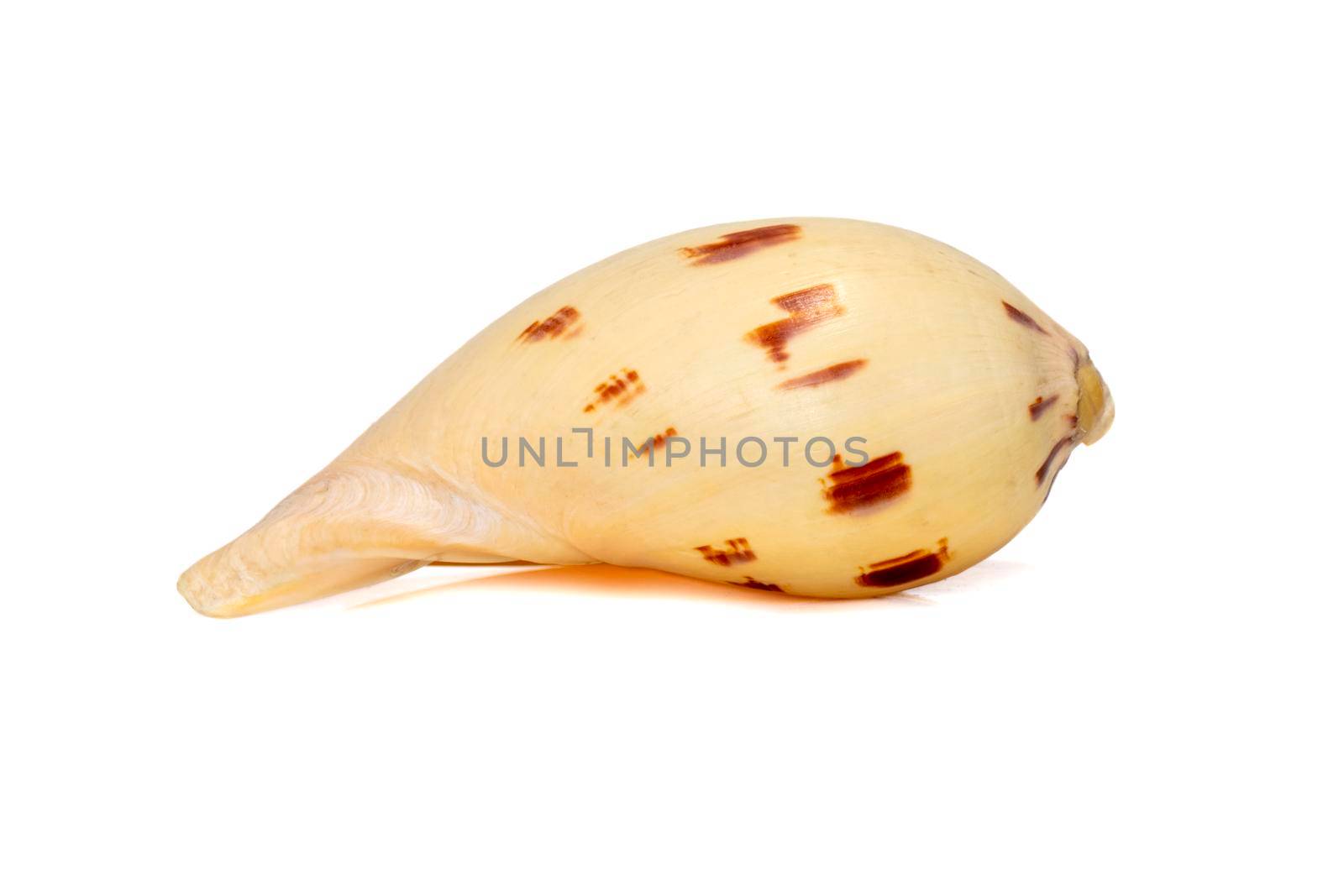 Image of seashells melo melo on a white background. Undersea Animals. Sea Shells.