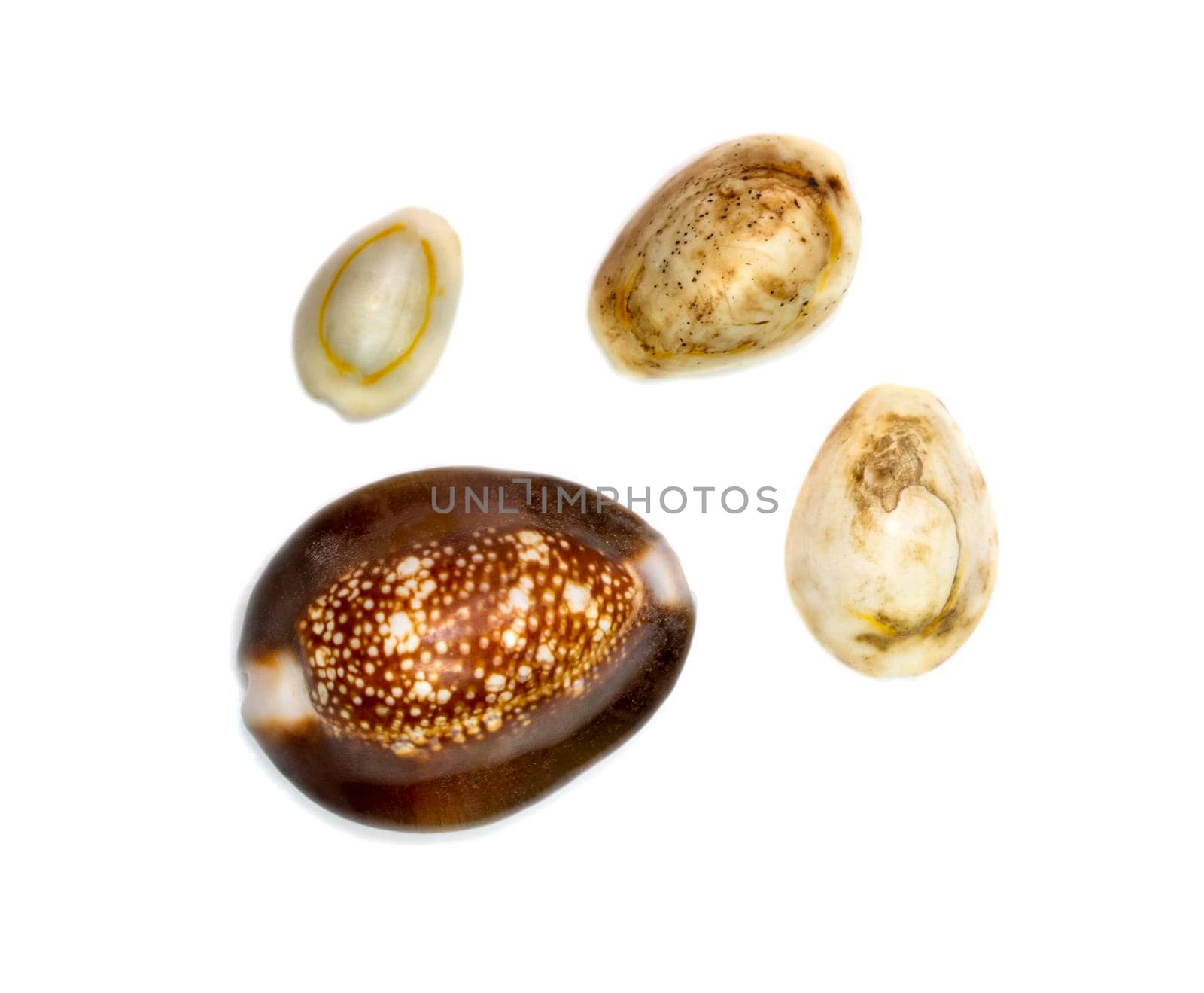 Group a marine gastropod mollusk in the family Cypraeidae isolated on white background. Undersea Animals. Sea Shells. by yod67