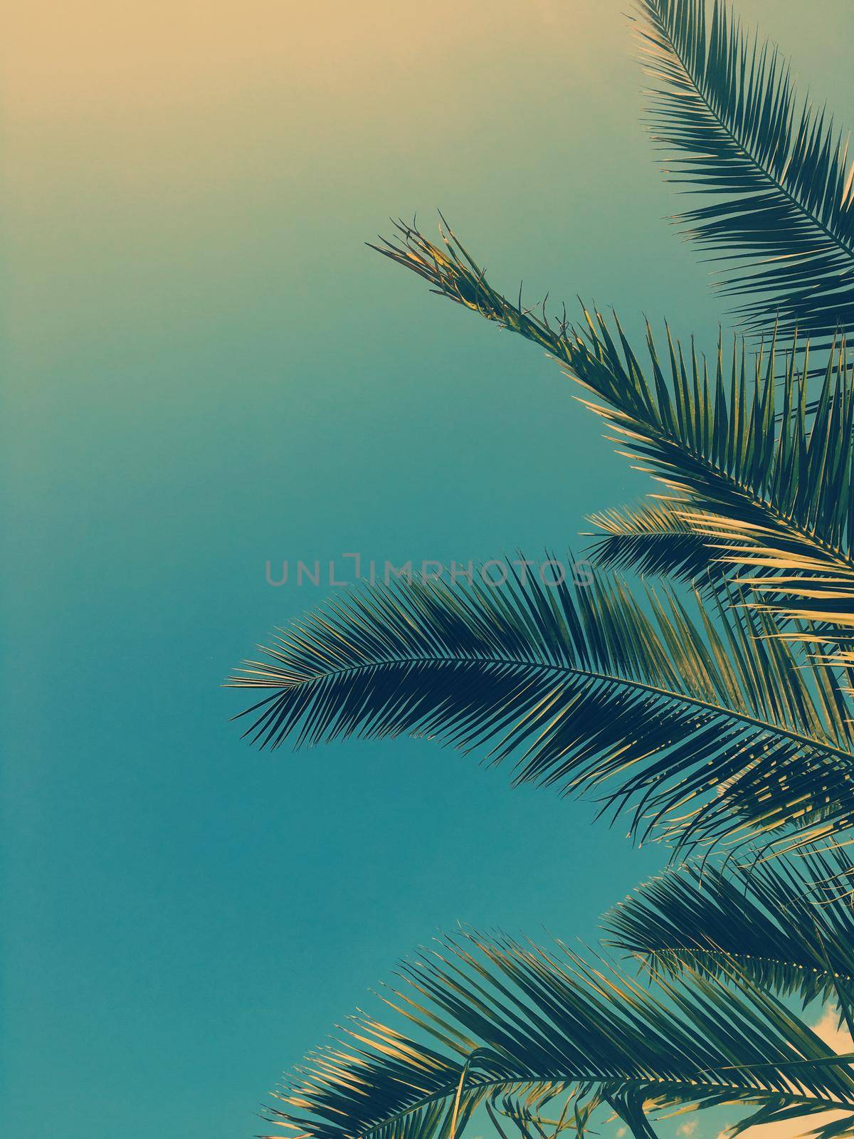 Tropical nature, vintage backdrop and summer vacation concept - Palm tree leaves and the sky, summertime travel background