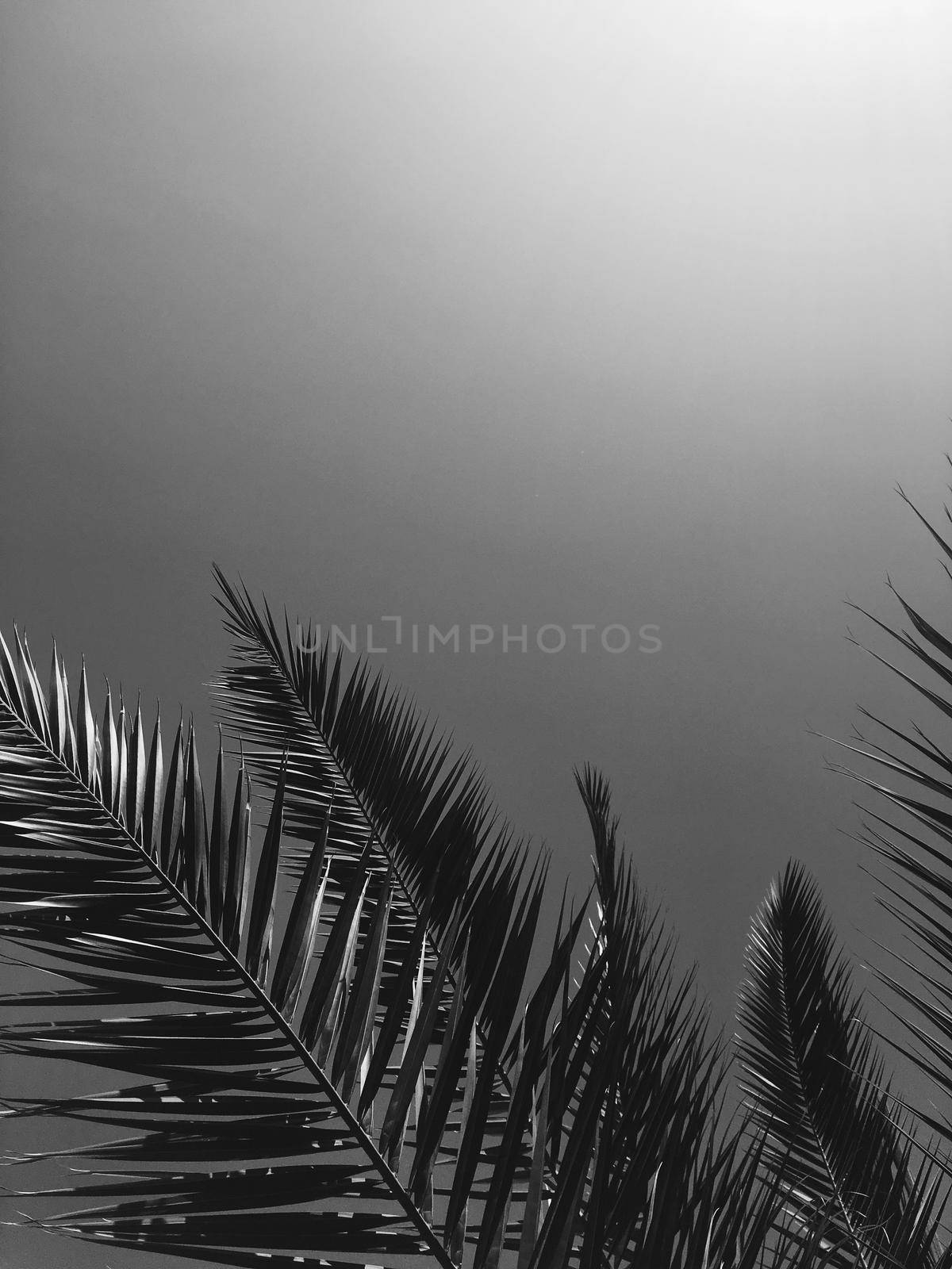 Tropical nature, vintage backdrop and summer vacation concept - Palm tree leaves and the sky, summertime travel background