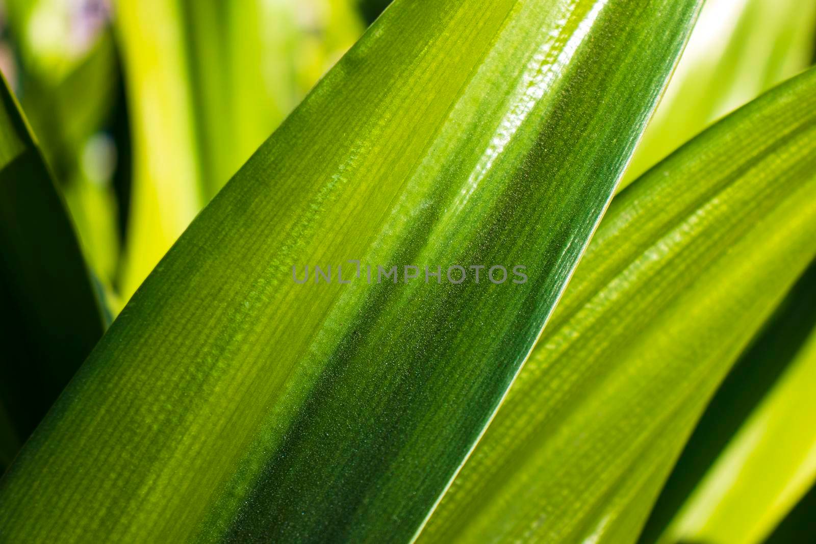 Close up shot of a green leaves with dust particles on them. Outdoors by pazemin